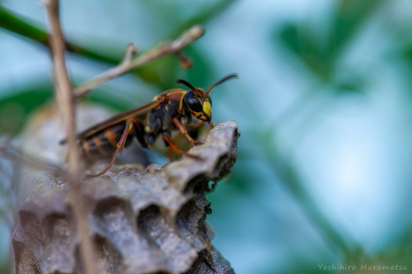 コアシナガバチの写真
