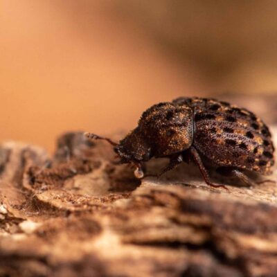 マダラクワガタの写真