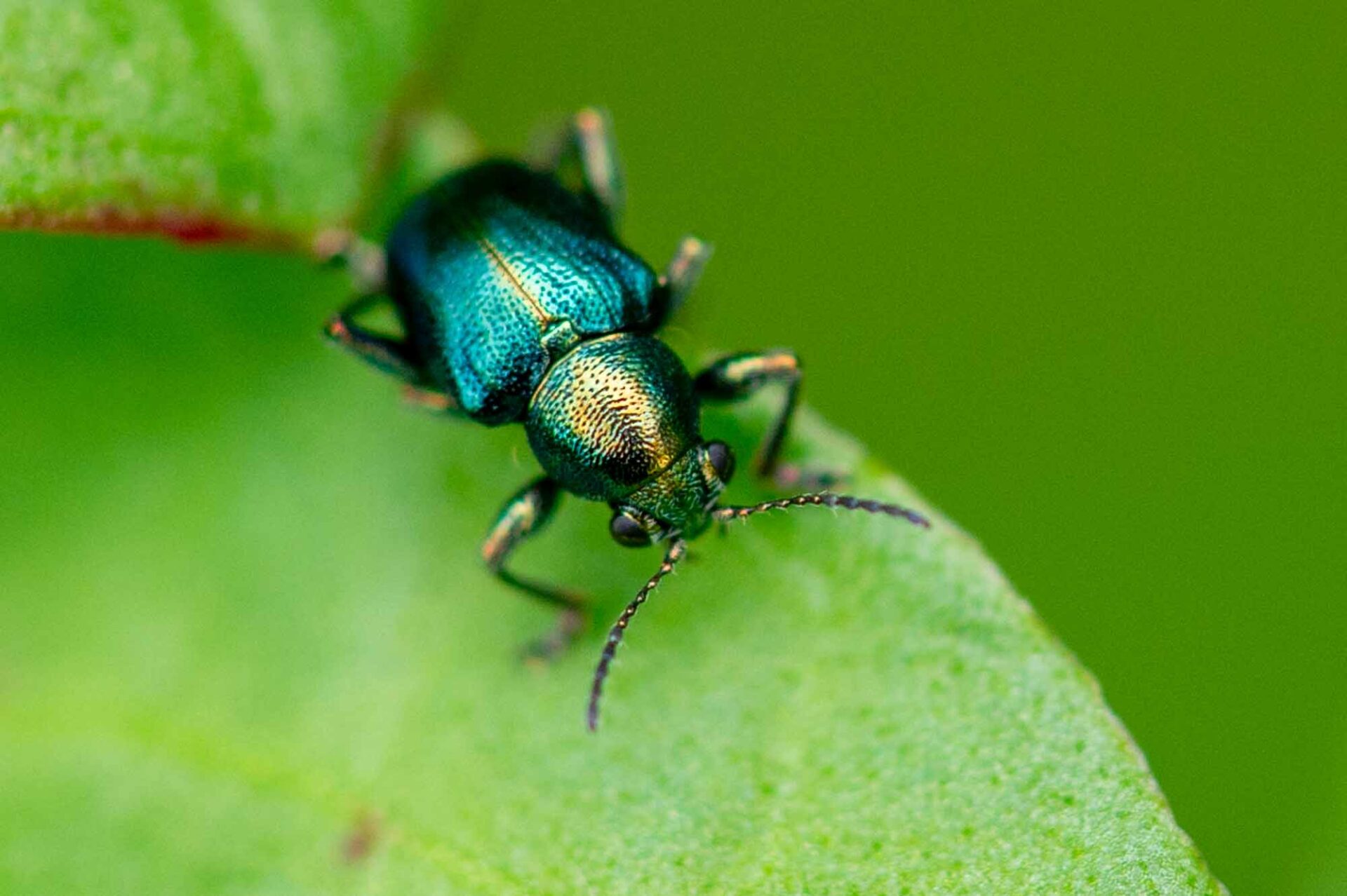 ハムシ科まとめ 葉虫図鑑 | 昆虫写真図鑑 ムシミル