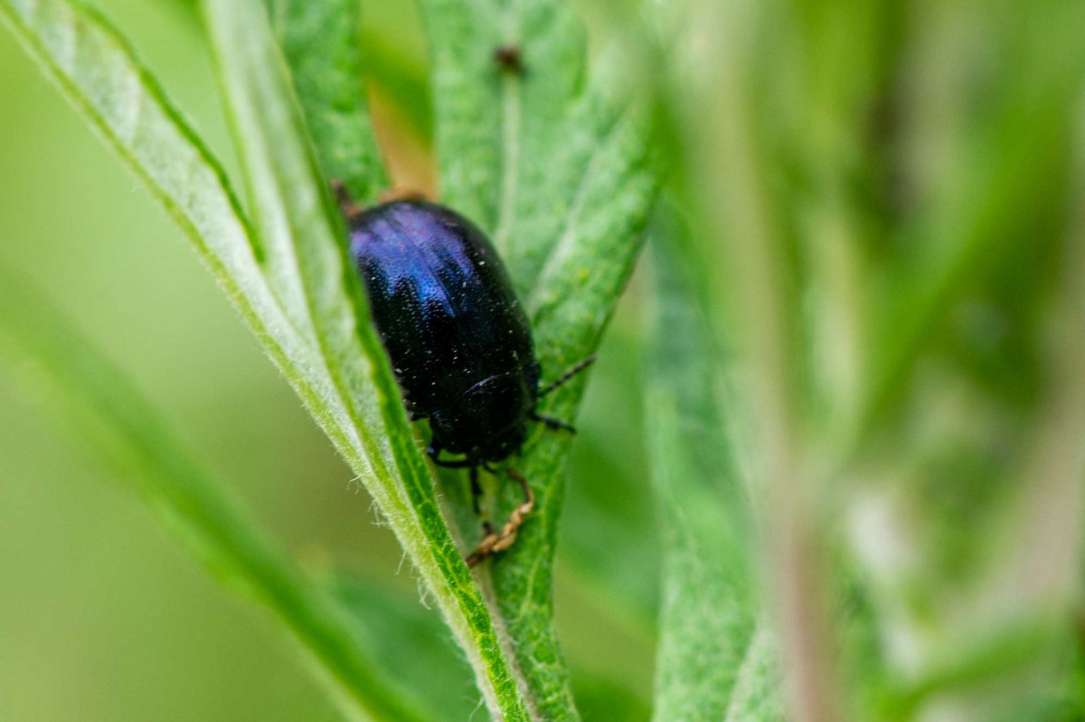 ハムシ科まとめ 葉虫図鑑 | 昆虫写真図鑑 ムシミル