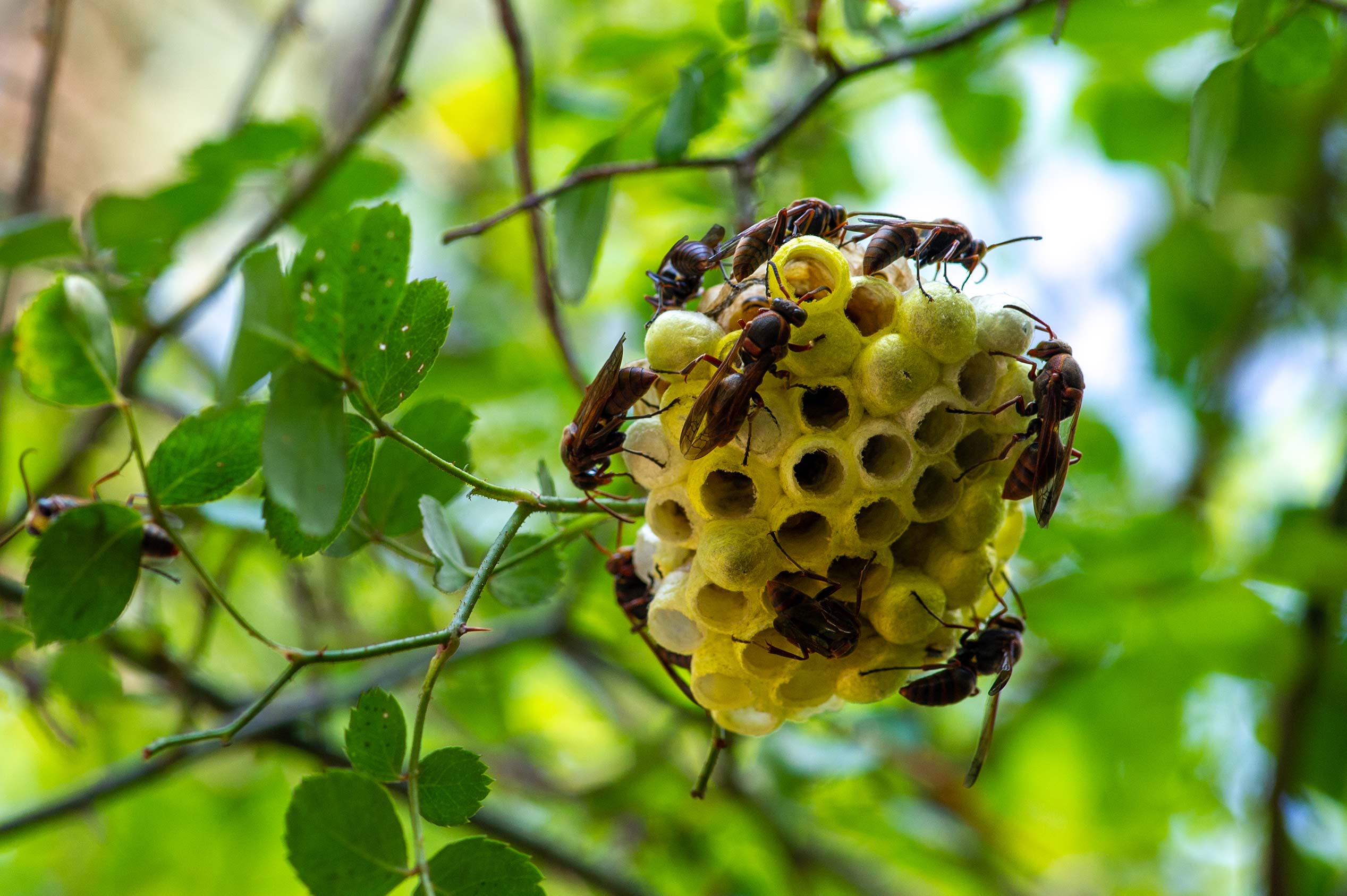 キボシアシナガバチの巣やオスの紹介 | 虫の写真と生態なら昆虫写真 