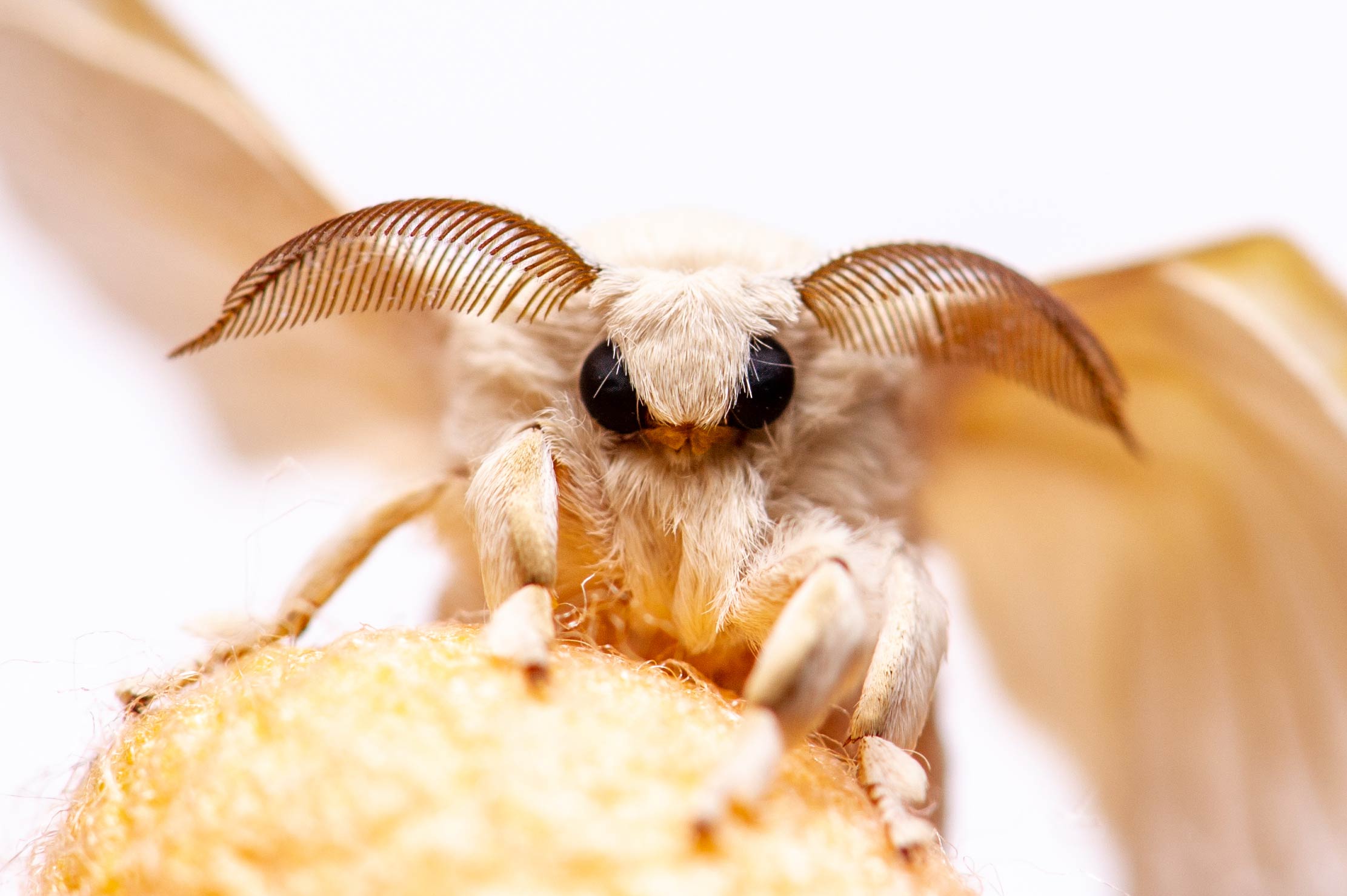 カイコ 虫の写真と生態なら昆虫写真図鑑 ムシミル