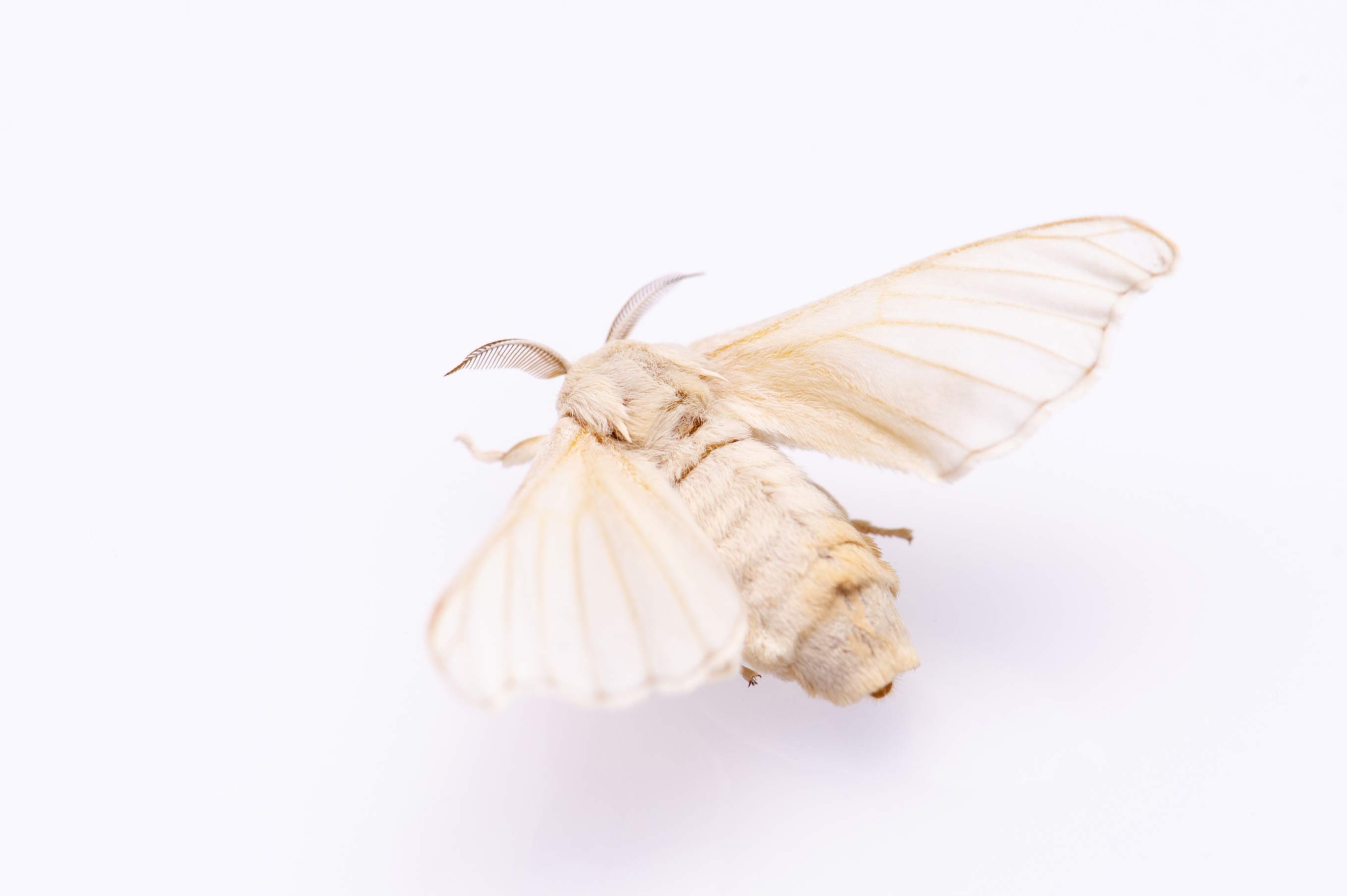 カイコ | 虫の写真と生態なら昆虫写真図鑑「ムシミル」