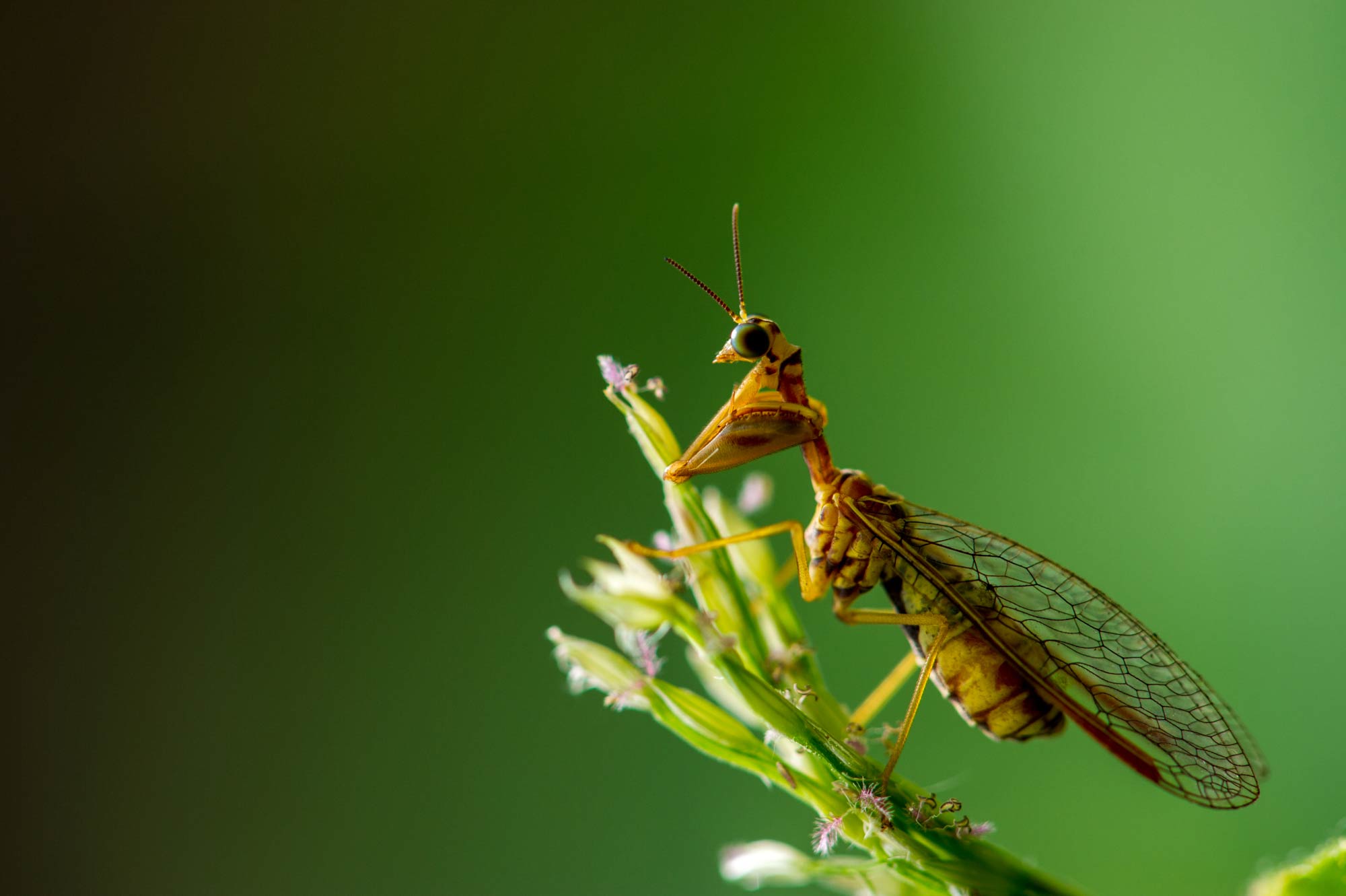 ヒメカマキリモドキは珍しい？カマキリとの違いも | 虫の写真と生態なら昆虫写真図鑑「ムシミル」