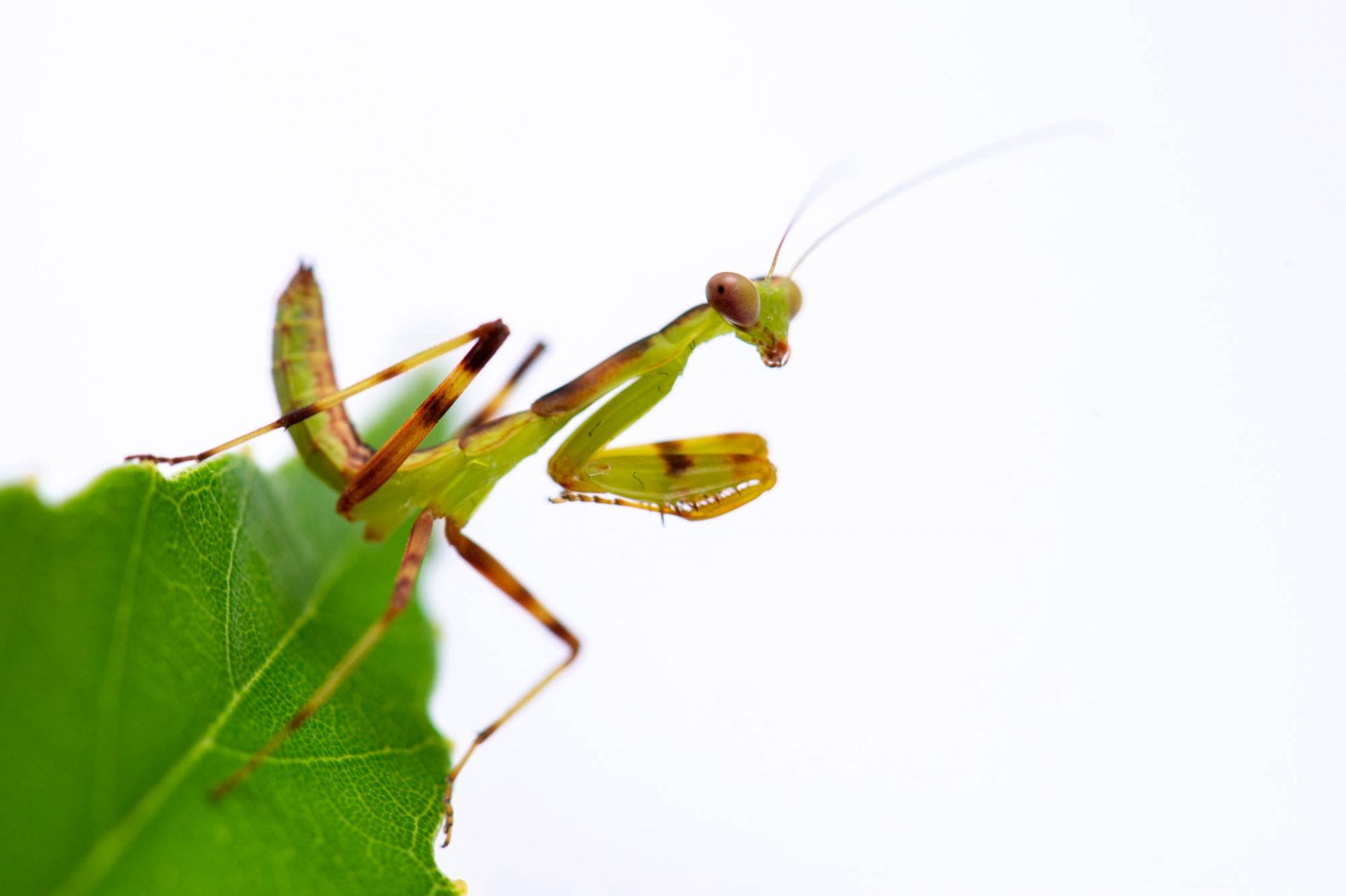 かまきり種類 | カマキリの種類の見分け方 _ カマキリの種類 – ITOC