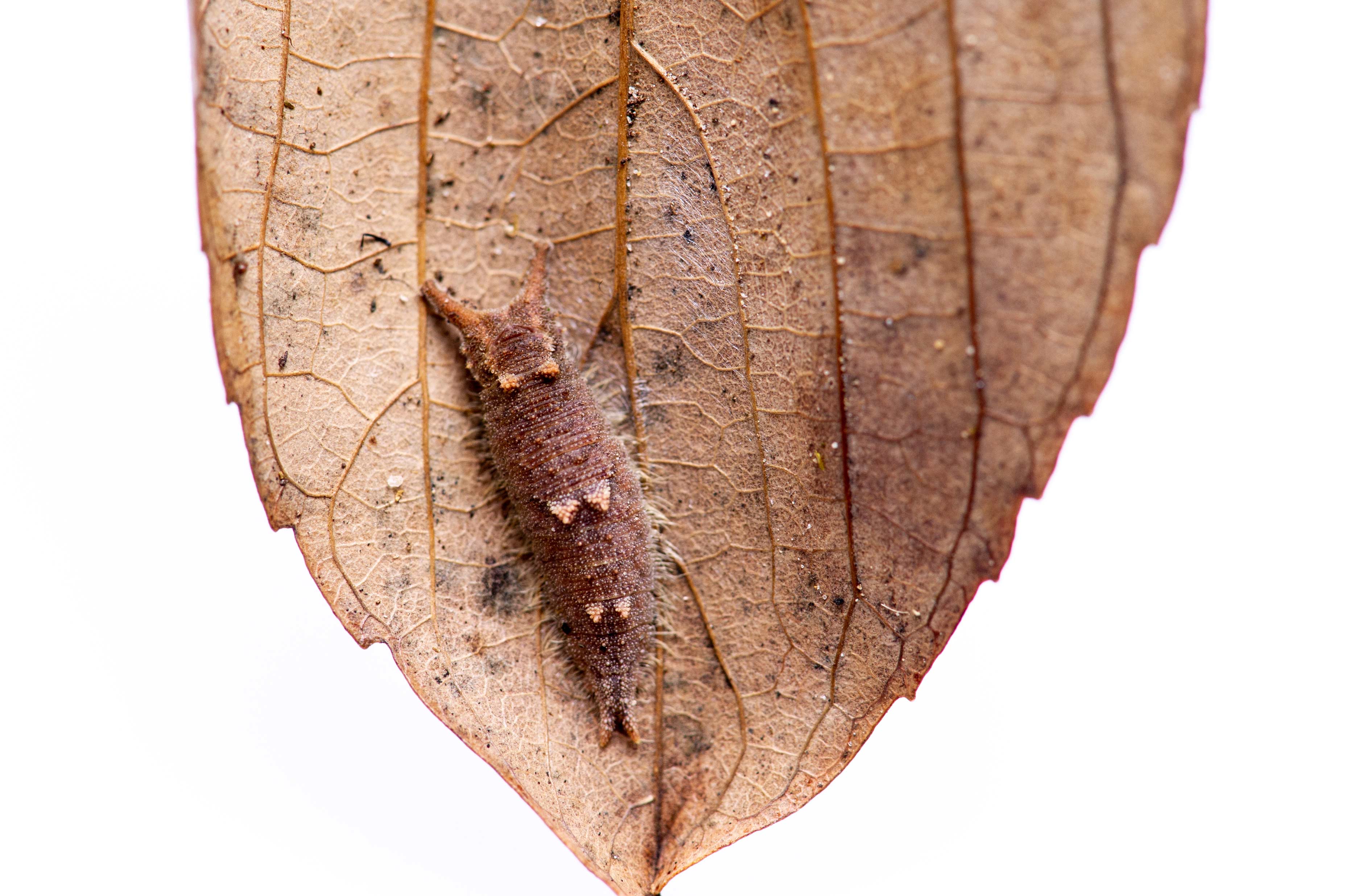 ゴマダラチョウの幼虫の写真