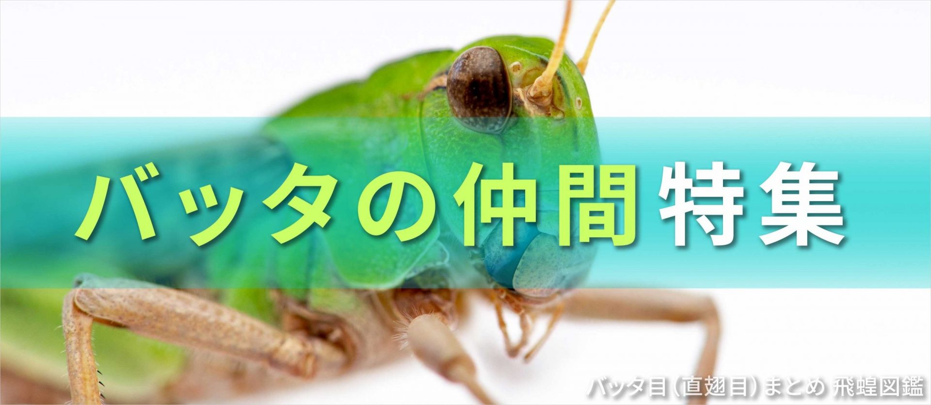 ケラ科まとめ 螻蛄図鑑 | 昆虫写真図鑑 ムシミル