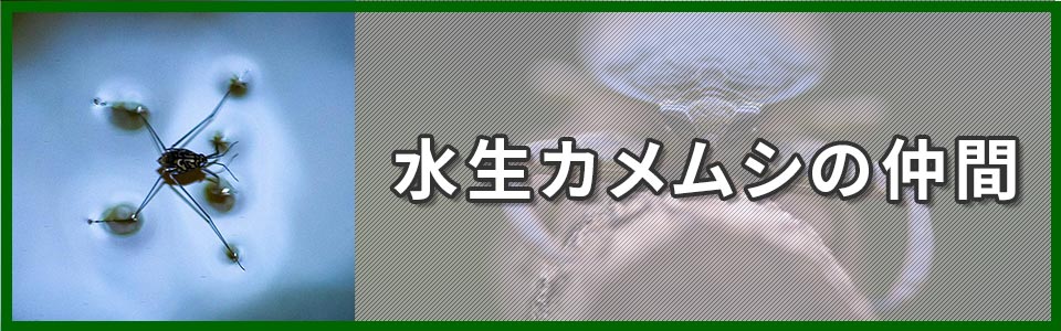 水生カメムシの仲間のバナー