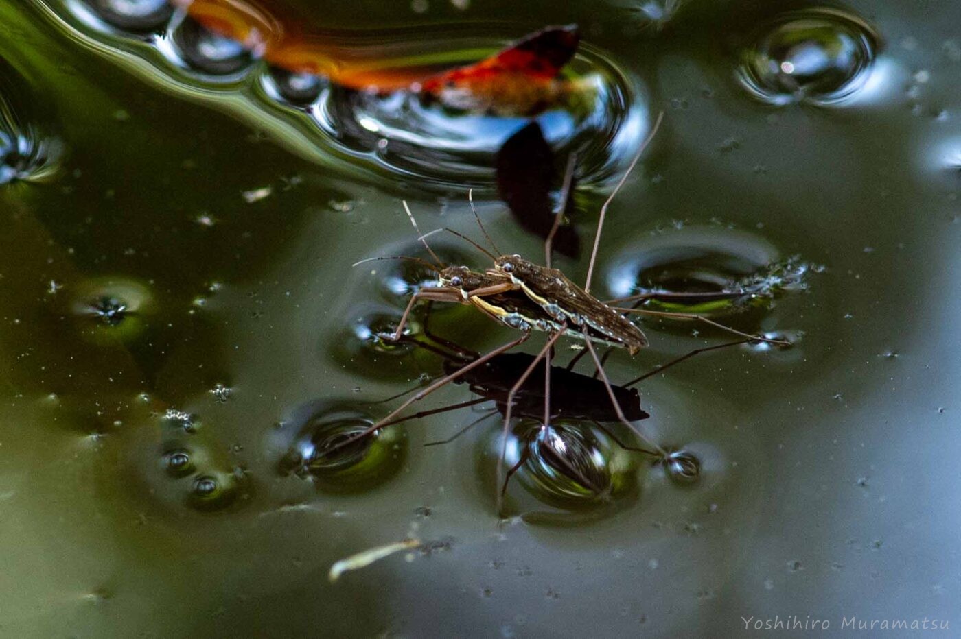 ヤスマツアメンボの写真