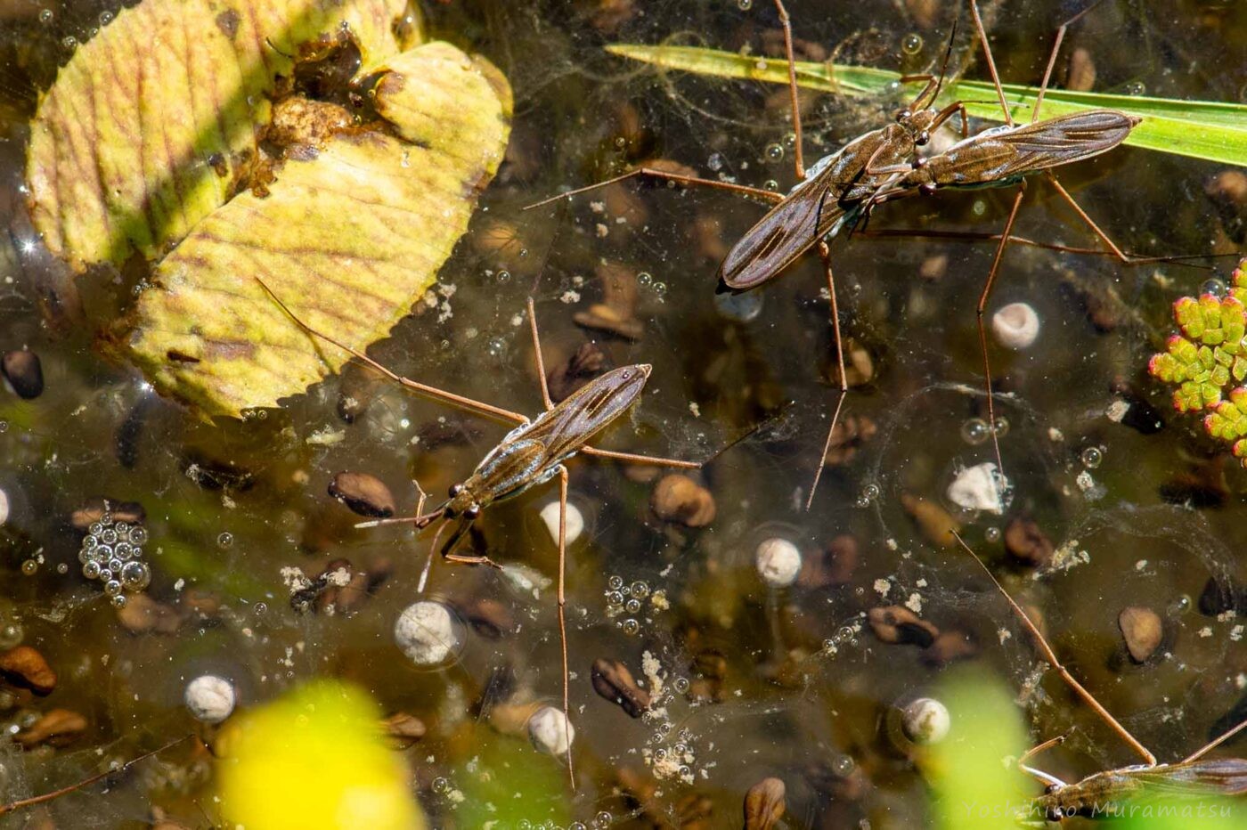 ヒメアメンボの写真
