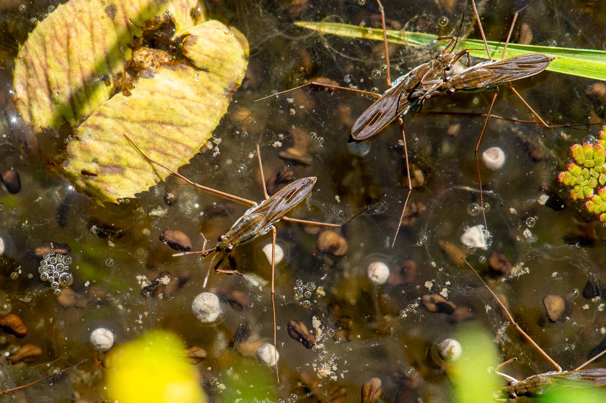 ヒメアメンボの写真