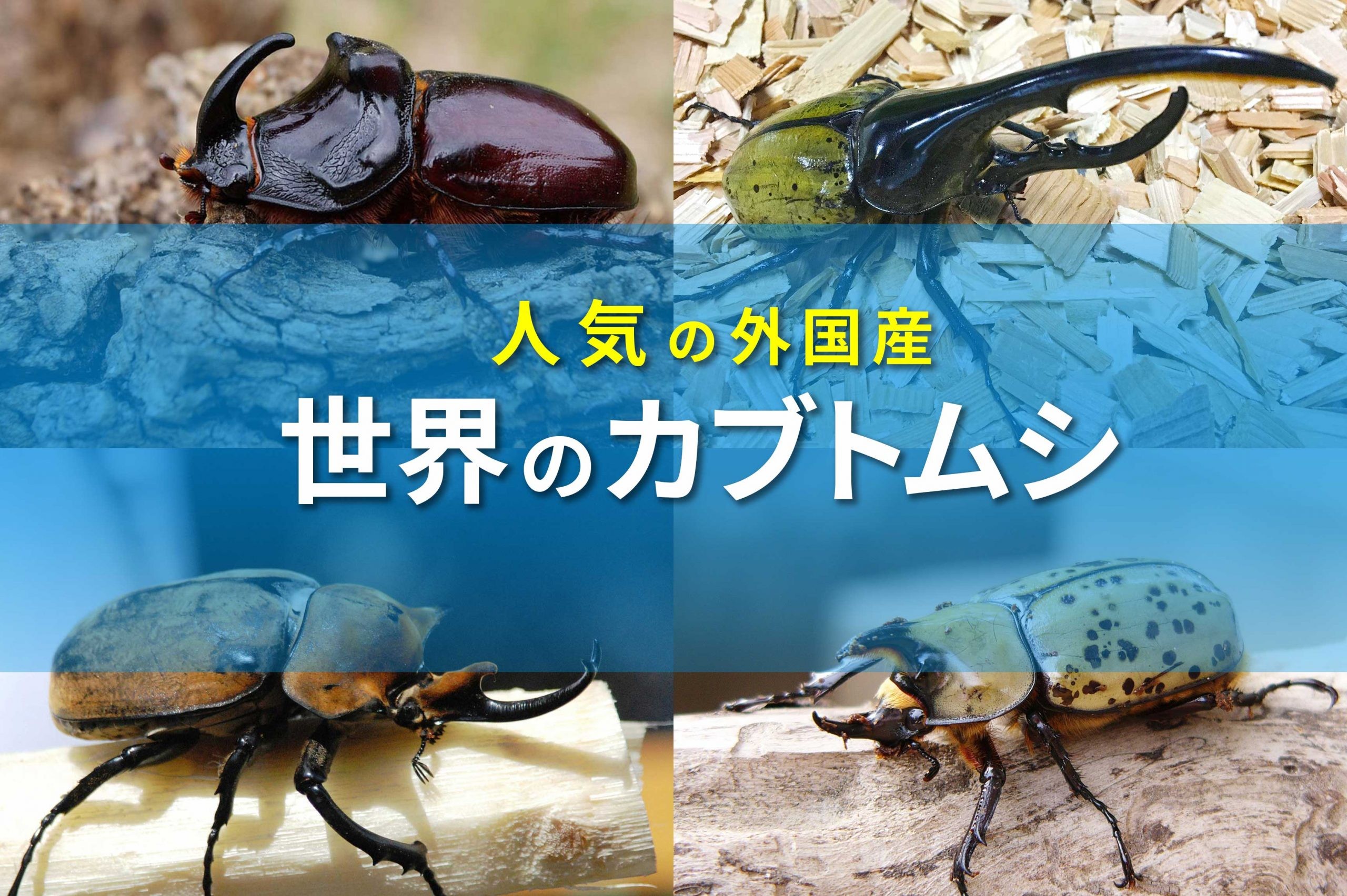 世界のカブトムシ大集合 外国産は日本と違った面白さがある 昆虫写真図鑑 ムシミル