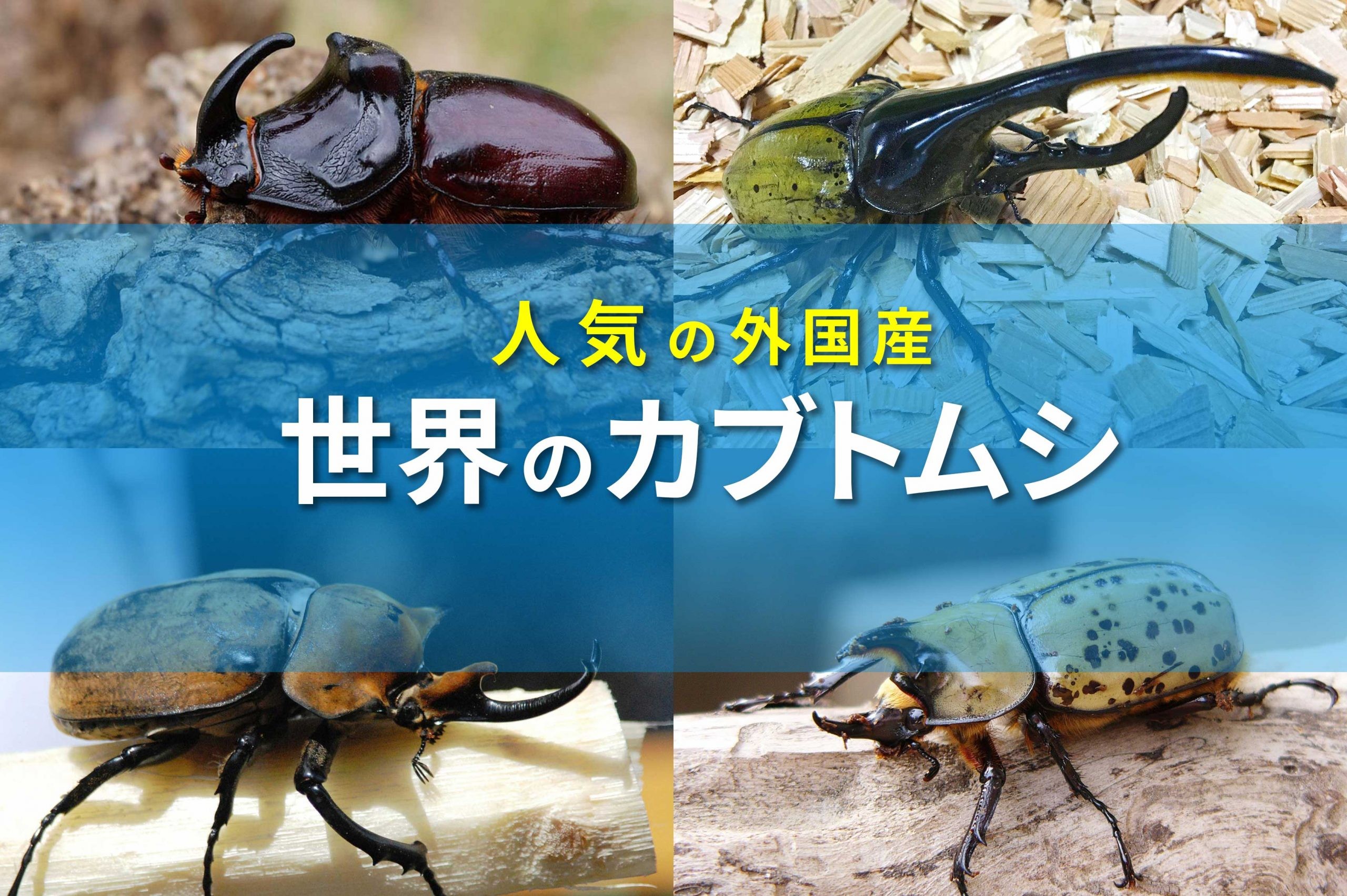 世界のカブトムシ大集合！外国産は日本と違った面白さがある！ | 昆虫写真図鑑 ムシミル