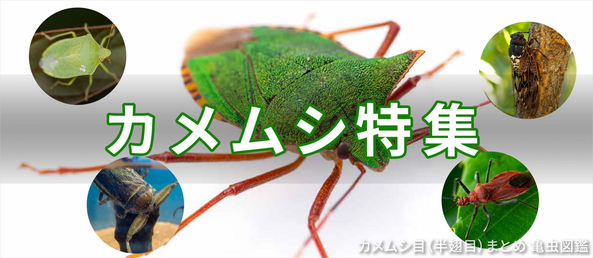 カメムシ目(半翅目)まとめ 亀虫図鑑 | 昆虫写真図鑑 ムシミル