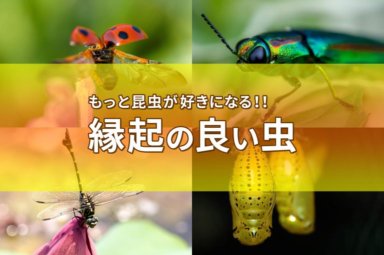 縁起の良い虫のバナー