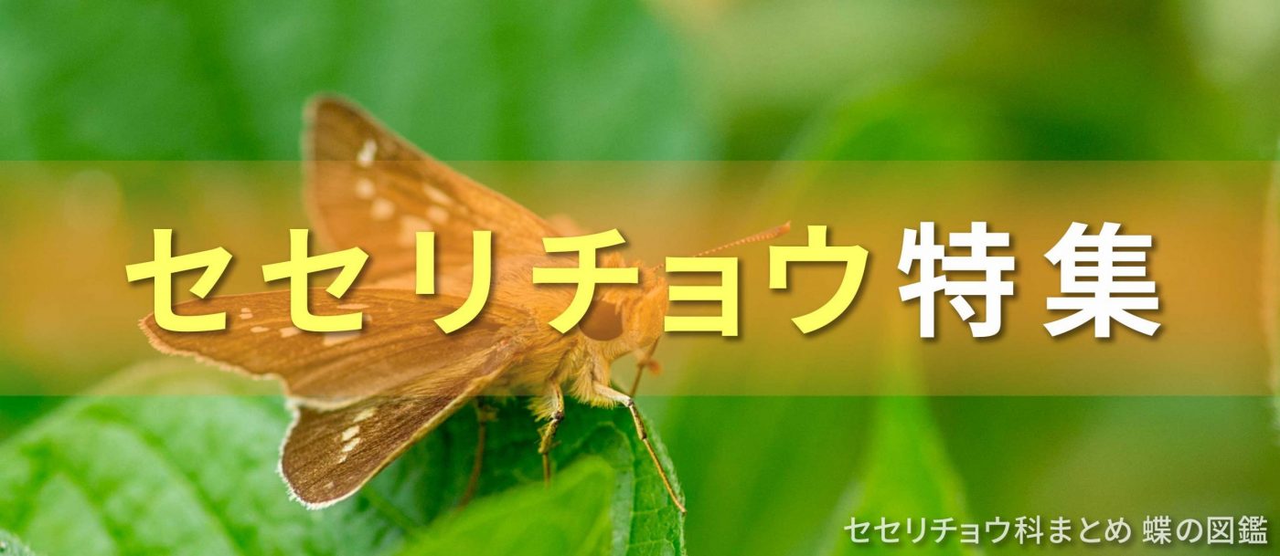 セセリチョウ特集バナー画像