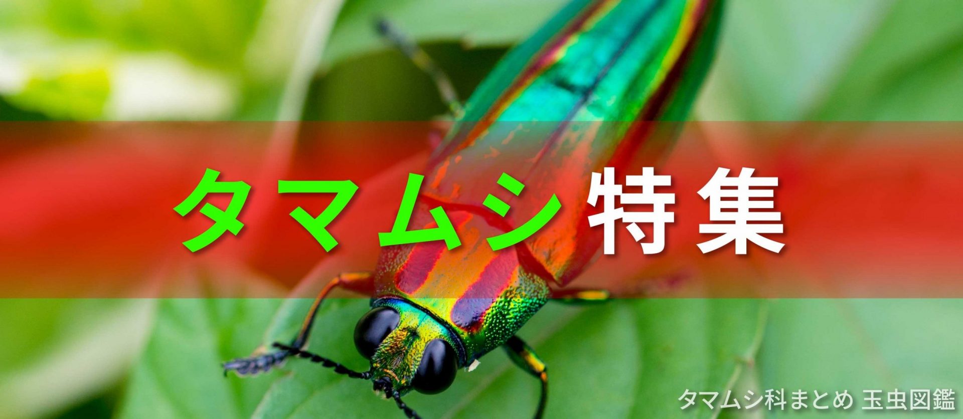 ヤマトタマムシ 種類 – ヤマトタマムシとは – 栃木県/栃木県版レッドリスト・レッドデータブックについて – TCYP