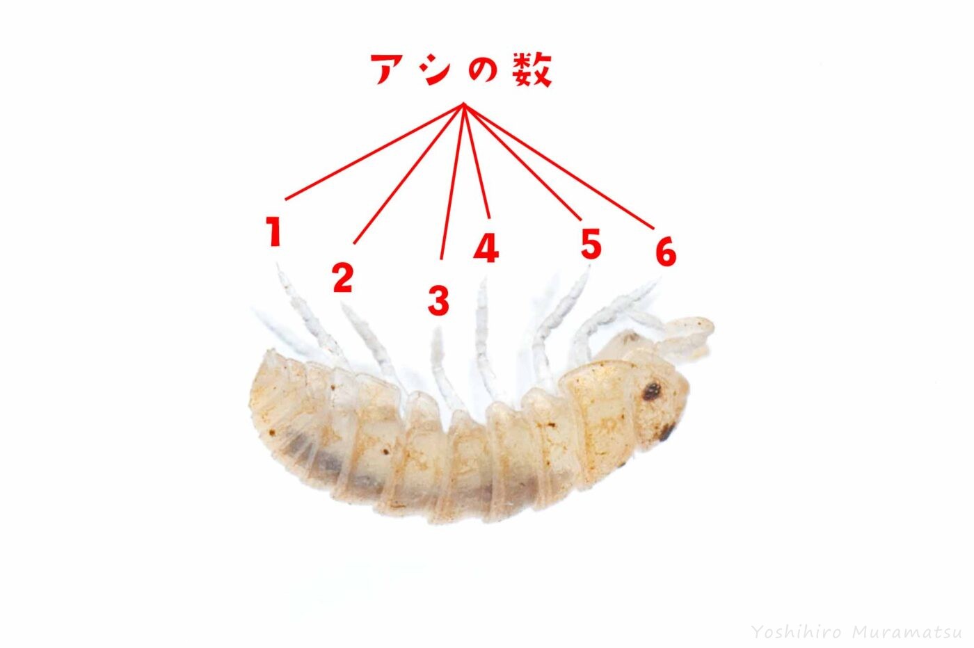 オカダンゴムシ（マンカ幼生）の画像