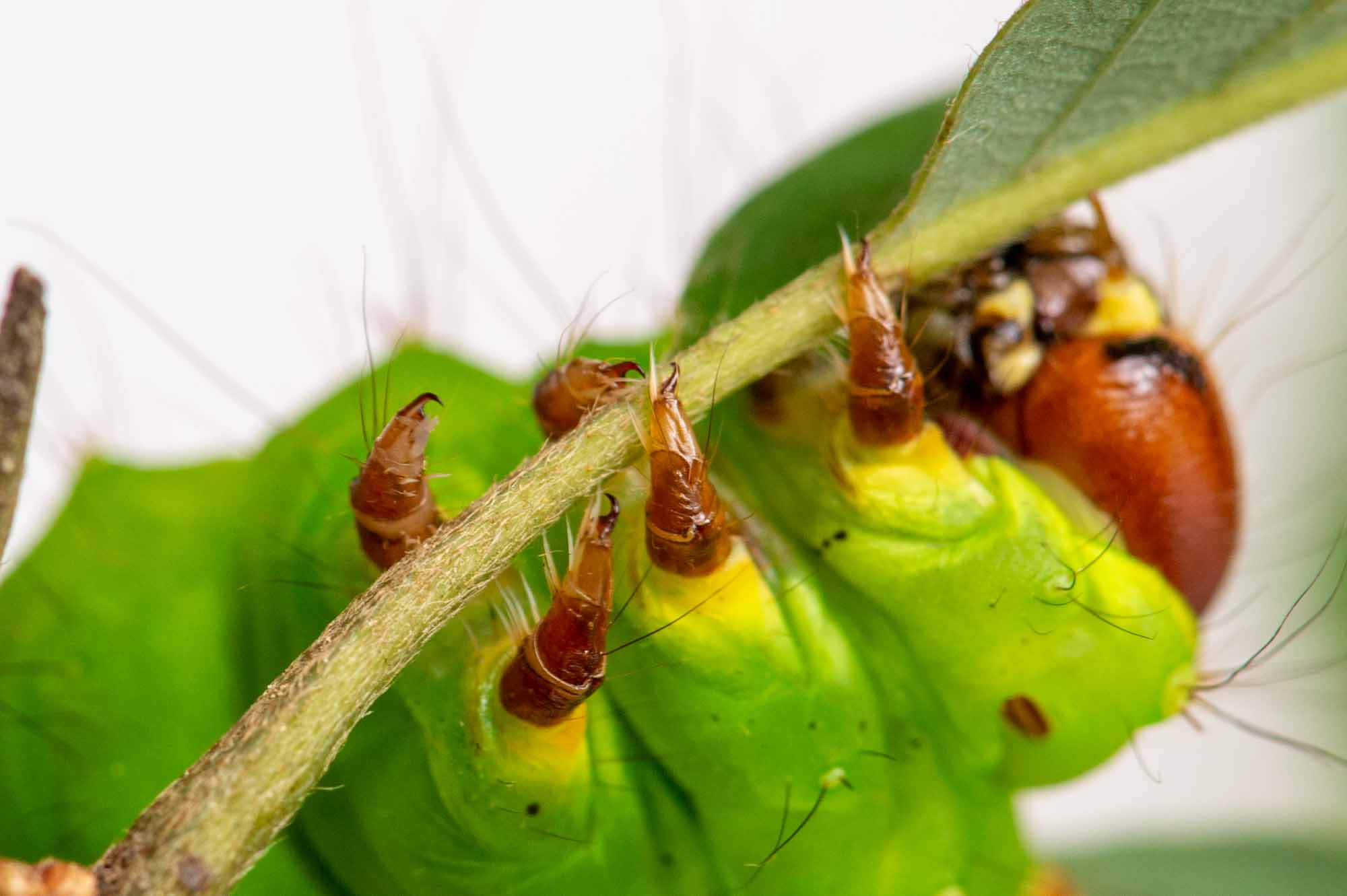 オオミズアオの写真