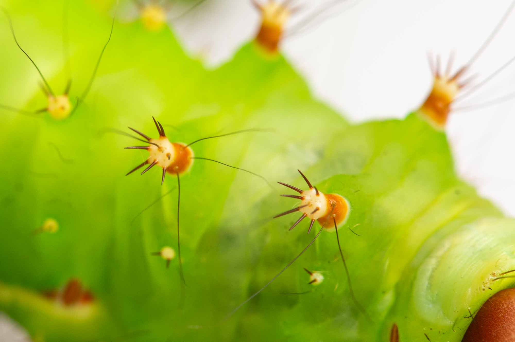 オオミズアオの写真