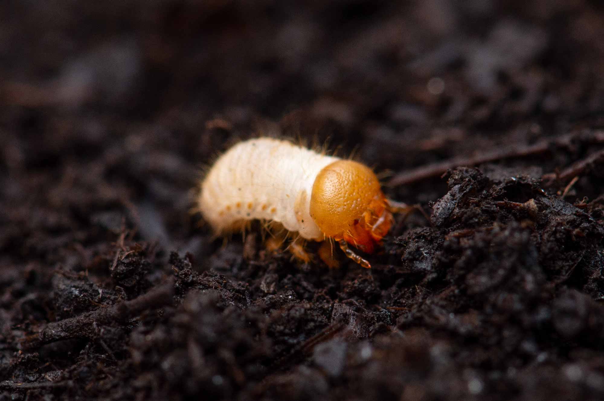 カブトムシの幼虫の写真