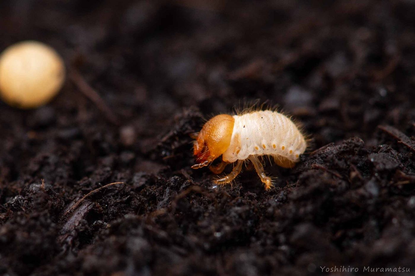 カブトムシの幼虫の写真