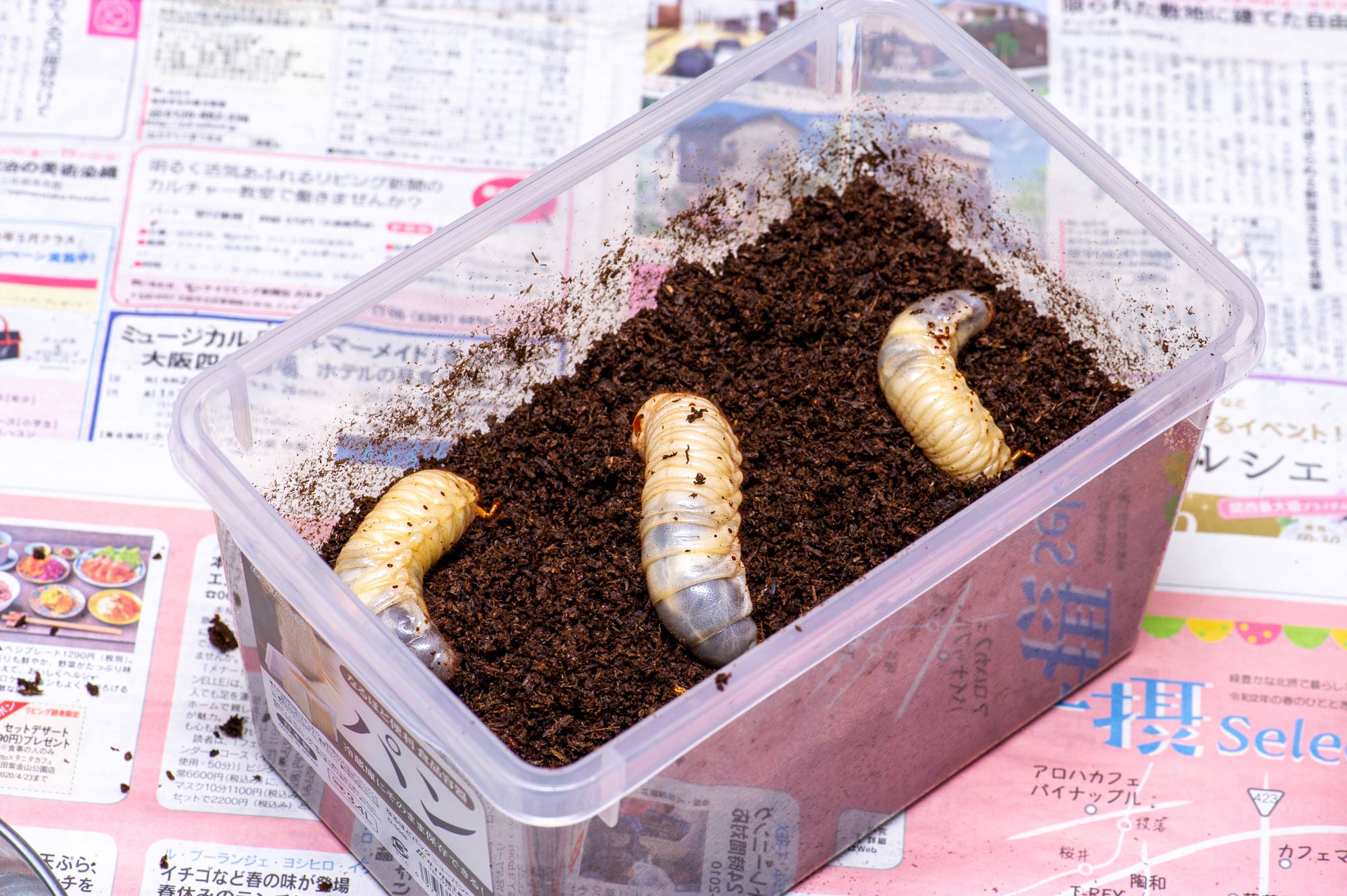 カブトムシ飼育の画像