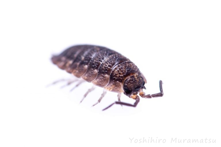 ワラジムシ特集!ダンゴムシやフナムシも! | 昆虫写真図鑑 ムシミル