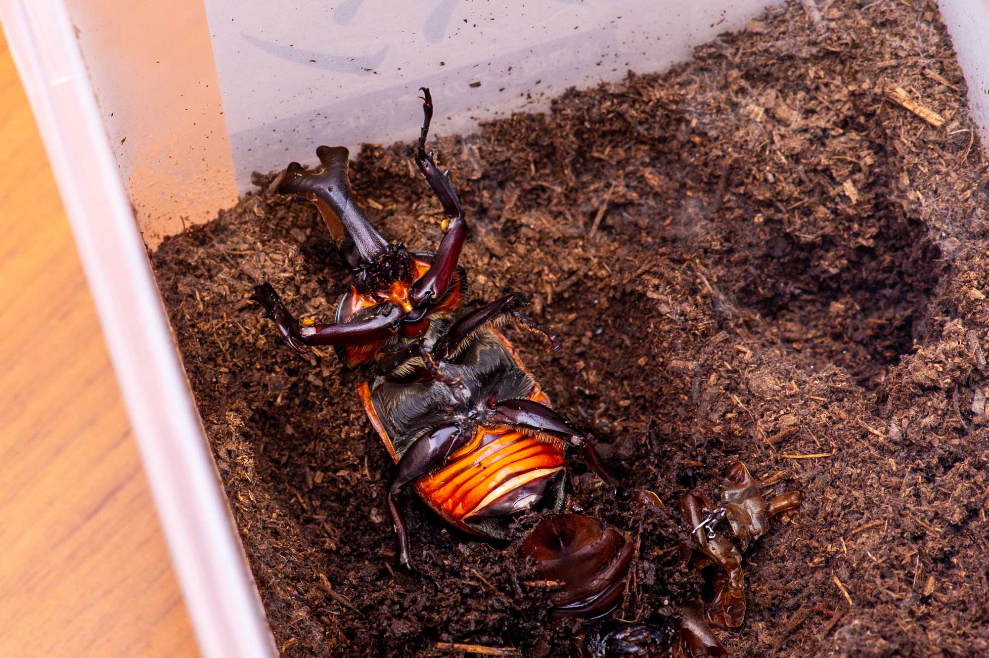 カブトムシの飼育の写真