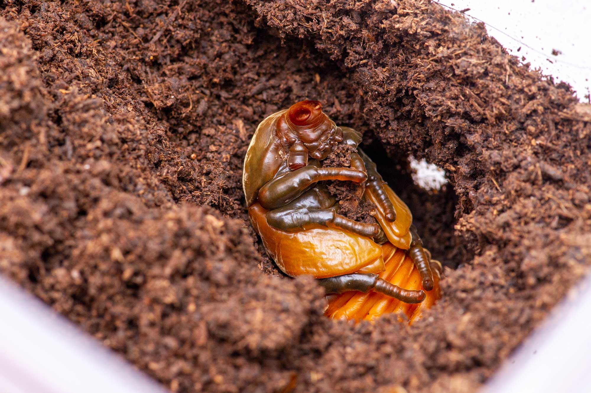 カブトムシの飼育の写真