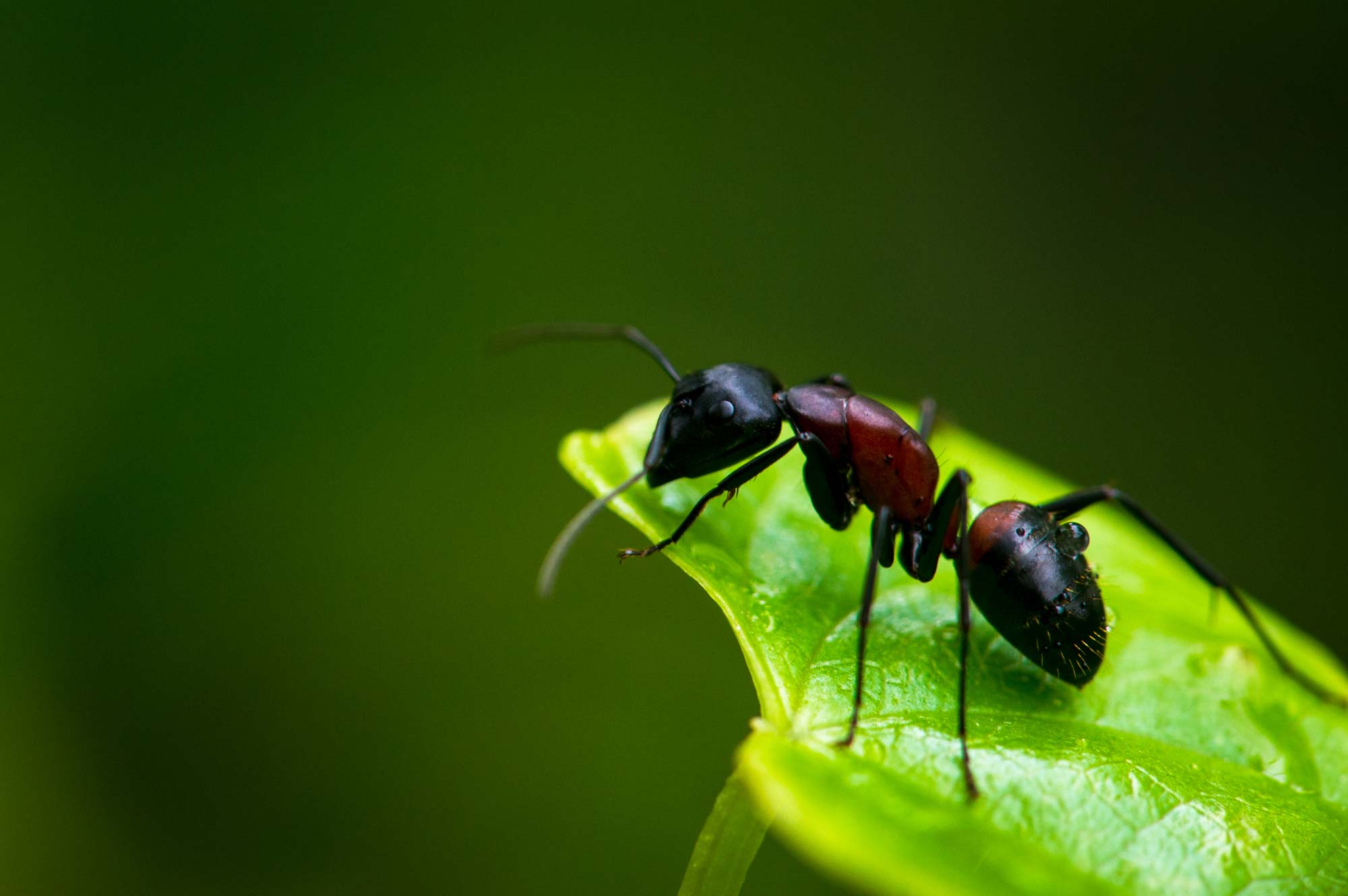 ムネアカオオアリの特徴や働きアリと兵アリの比較も 虫の写真と生態なら昆虫写真図鑑 ムシミル