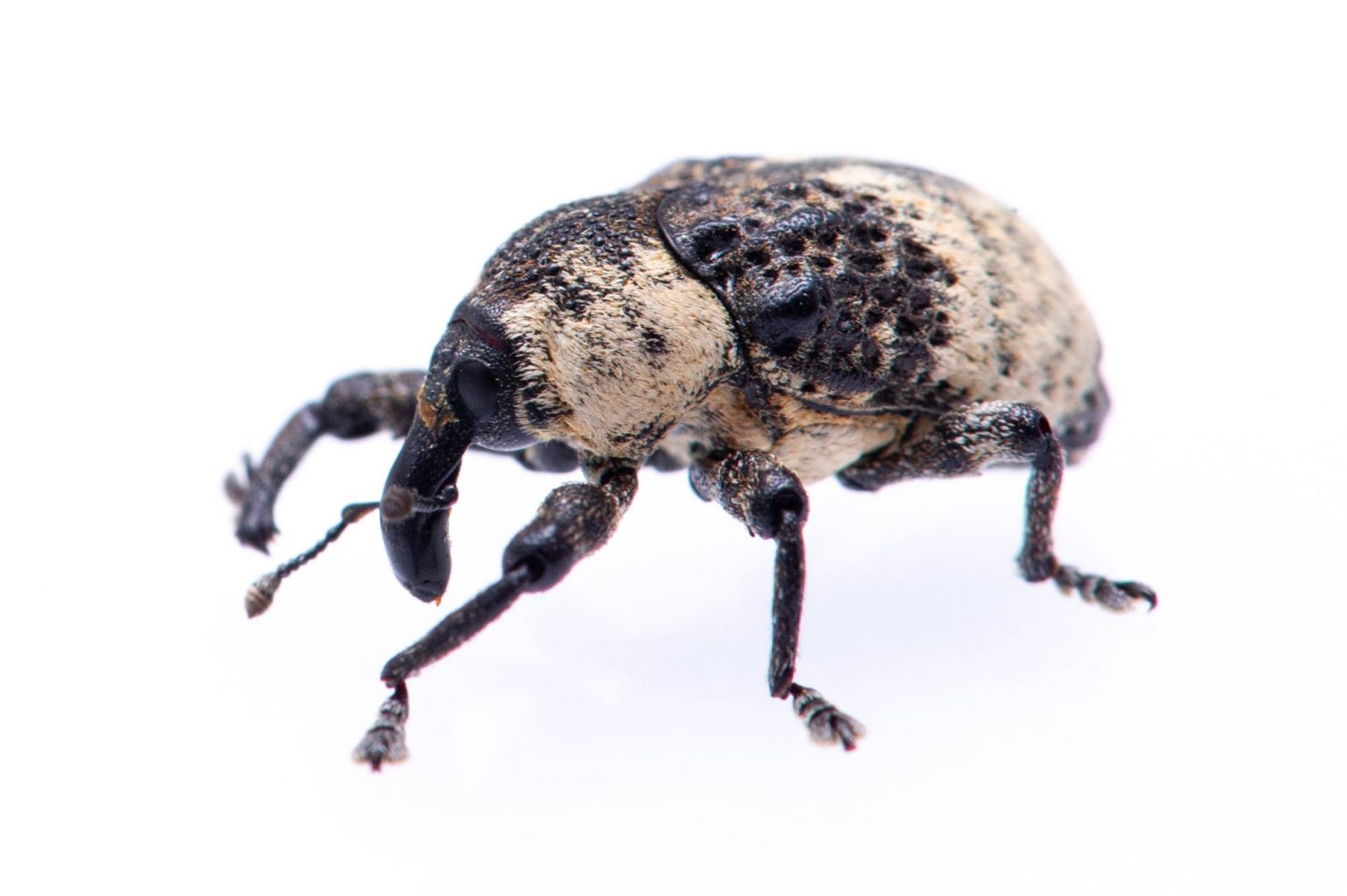 ゾウムシ科まとめ 象虫図鑑 | 昆虫写真図鑑 ムシミル