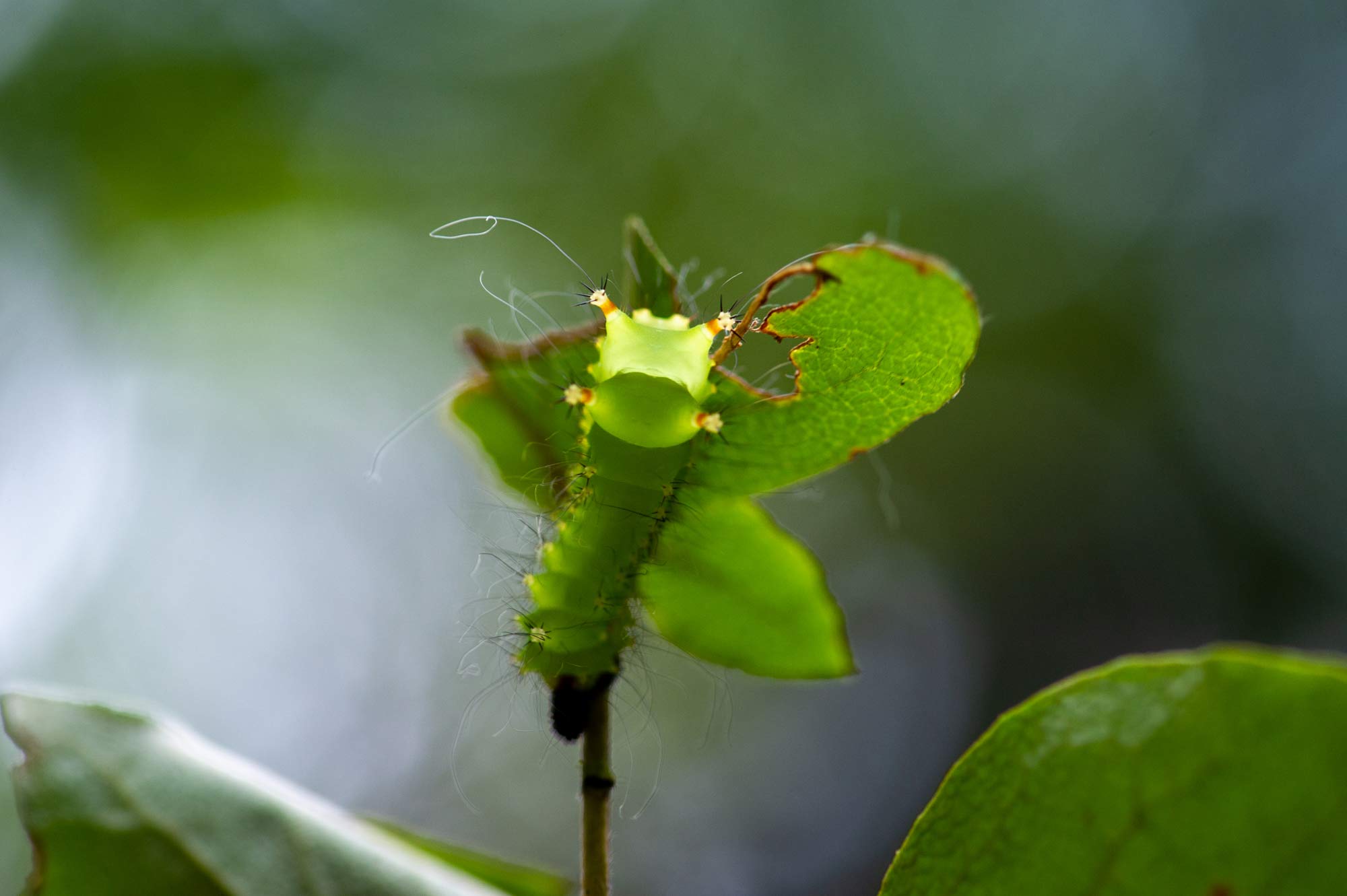 オオミズアオ 幼虫 虫の写真と生態なら昆虫写真図鑑 ムシミル