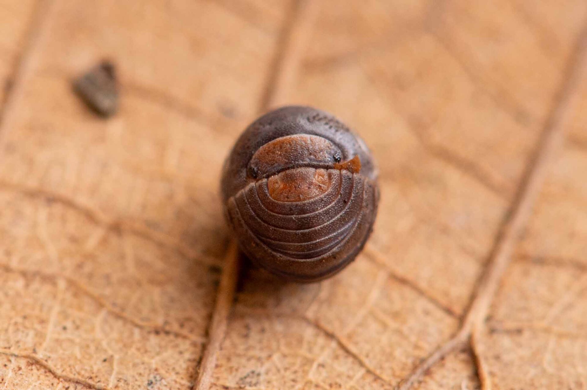 ダンゴムシ特集！餌（エサ）や豆知識も | 昆虫写真図鑑 ムシミル