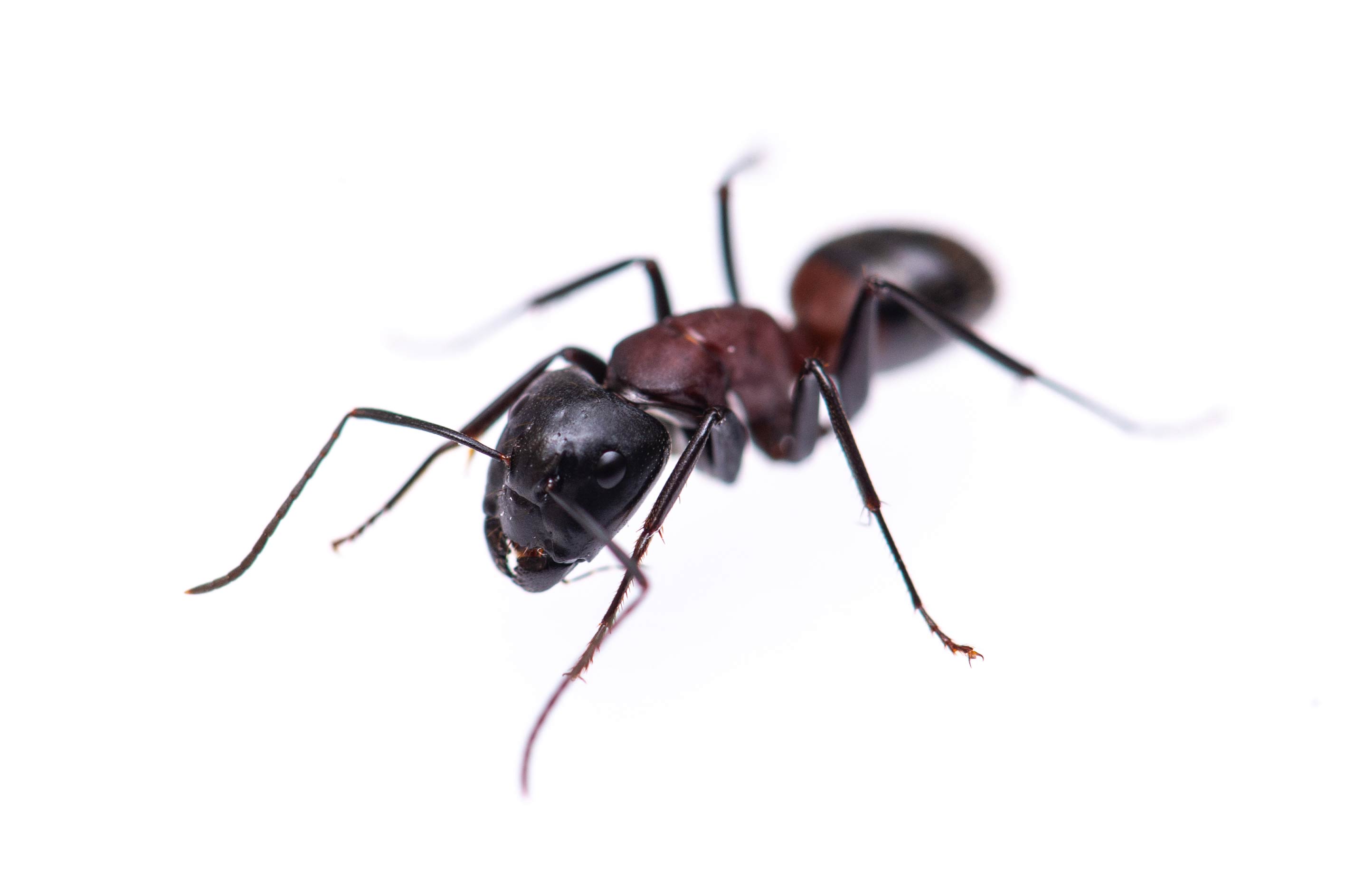 ムネアカオオアリの特徴や働きアリと兵アリの比較も 虫の写真と生態なら昆虫写真図鑑 ムシミル