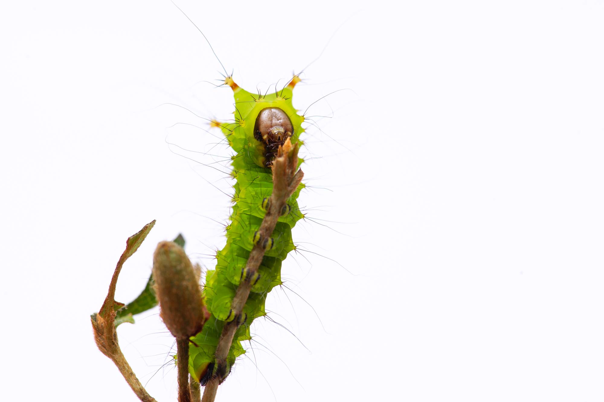 オオミズアオを成虫から幼虫まで紹介 虫の写真と生態なら昆虫写真図鑑 ムシミル