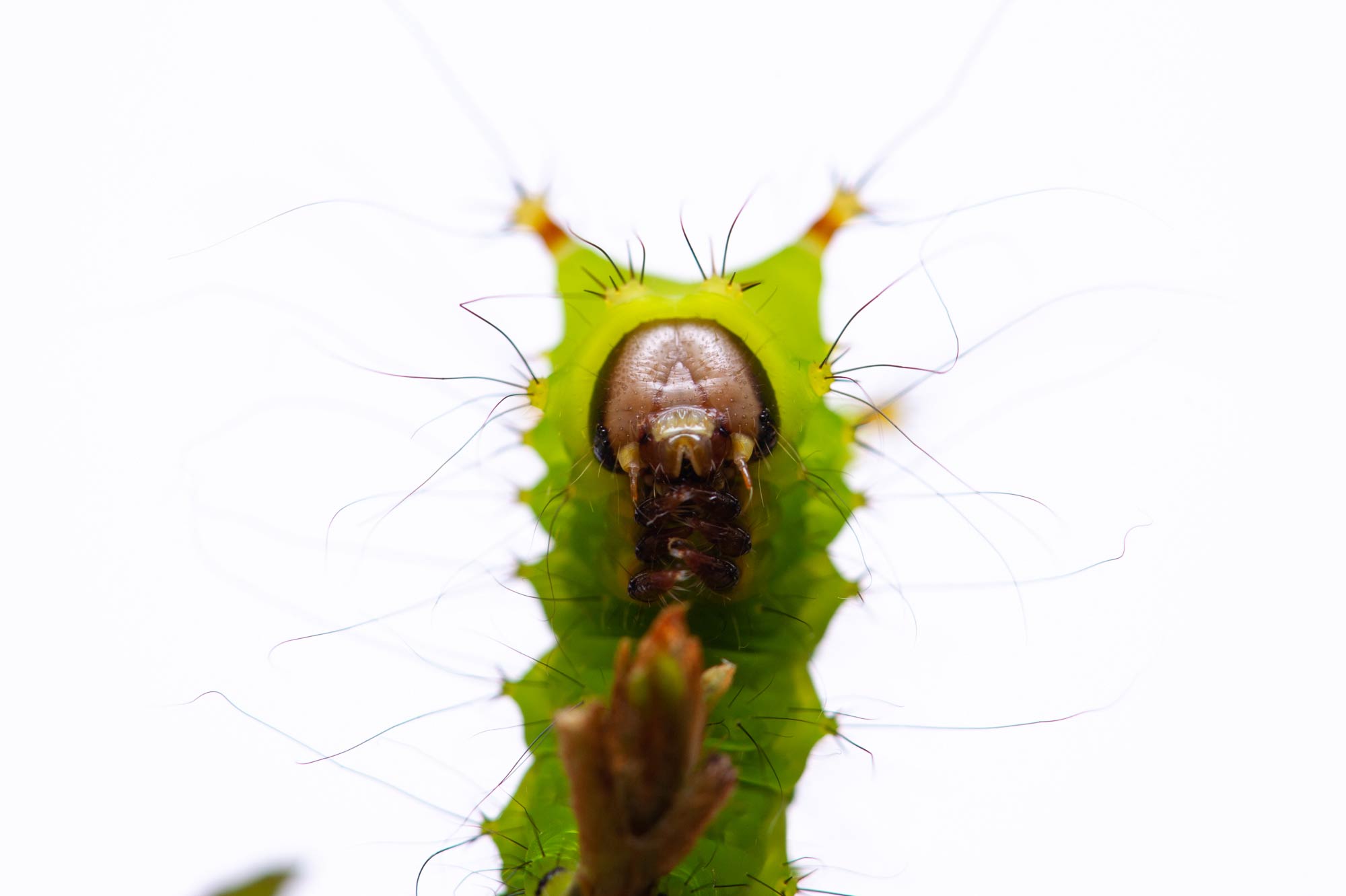 オオミズアオの特徴や見分け方 幼虫も写真で紹介 虫の写真と生態なら昆虫写真図鑑 ムシミル