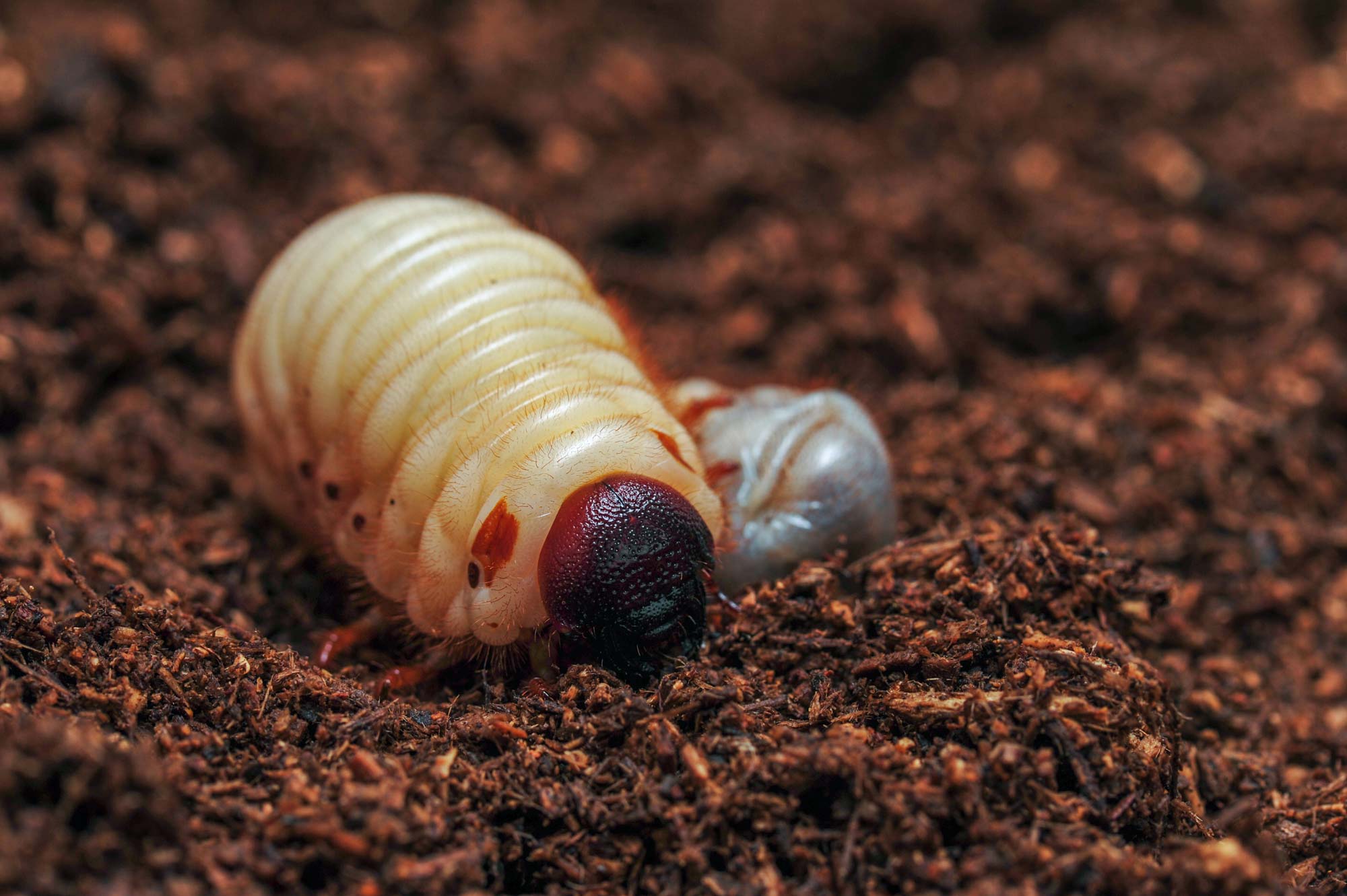 カブトムシの幼虫の写真