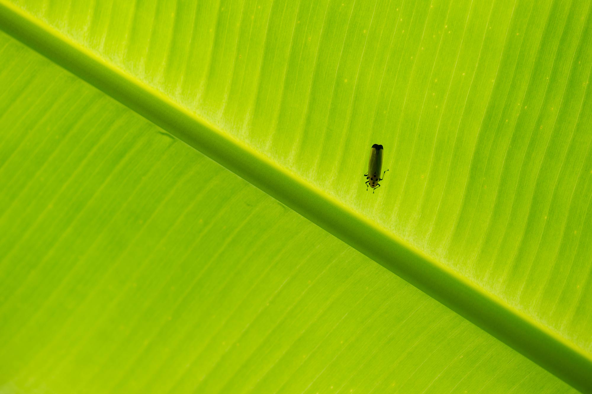 ツマグロオオヨコバイ 愛称はバナナ虫 虫の写真と生態なら昆虫写真図鑑 ムシミル