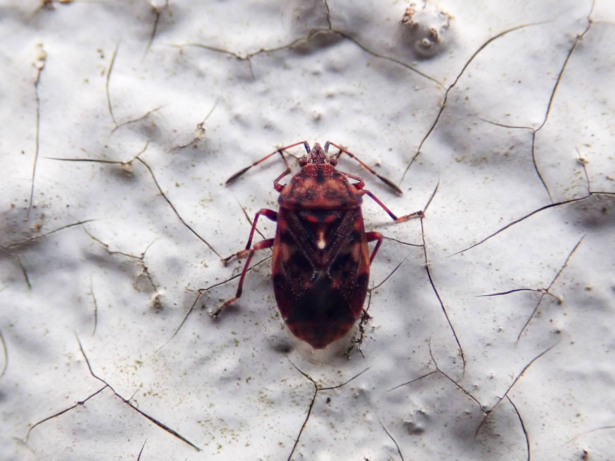 ムラサキナガカメムシ 虫の写真と生態なら昆虫写真図鑑 ムシミル
