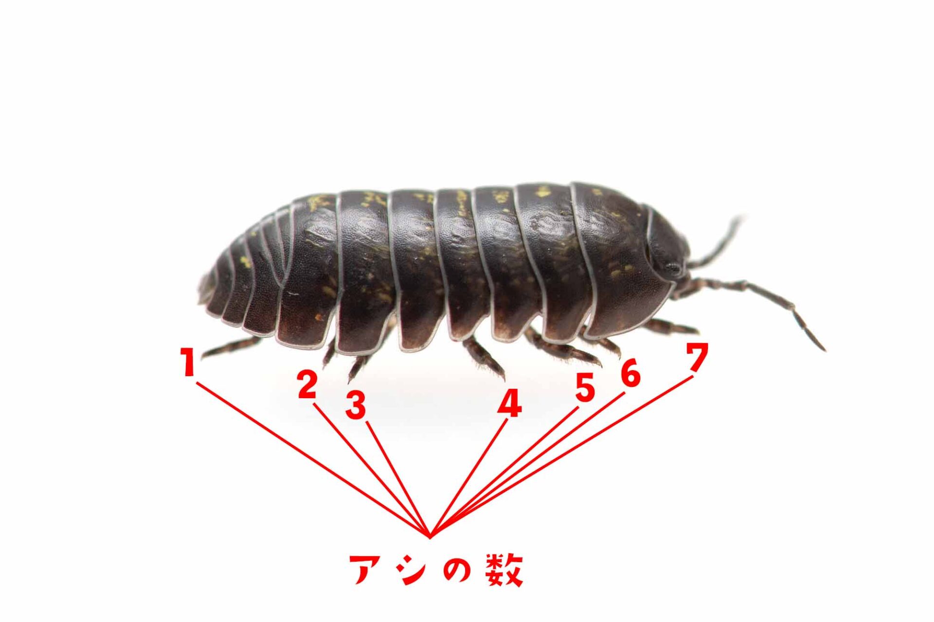 ダンゴムシ特集！餌（エサ）や豆知識も | 昆虫写真図鑑 ムシミル