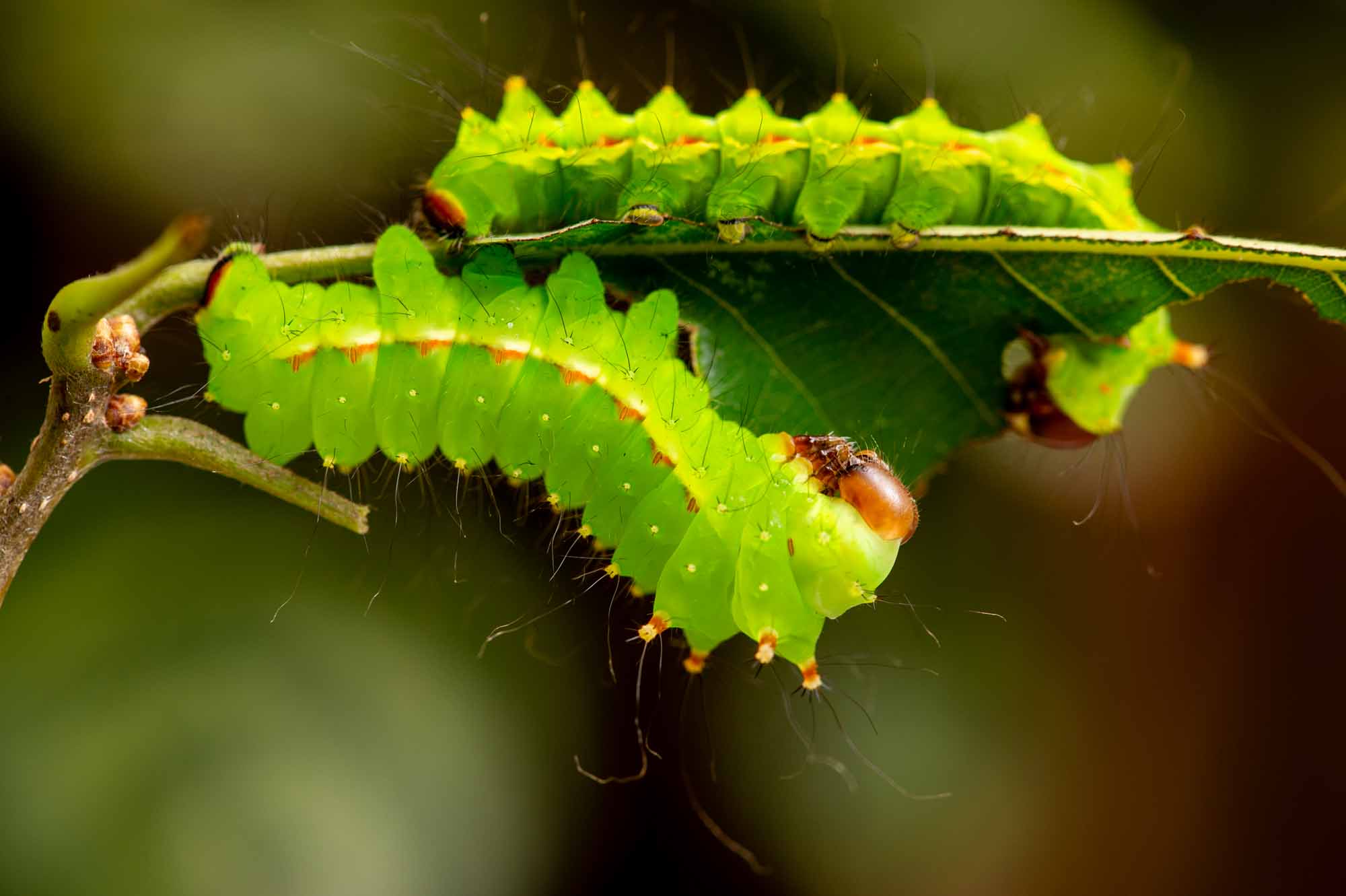オオミズアオの写真