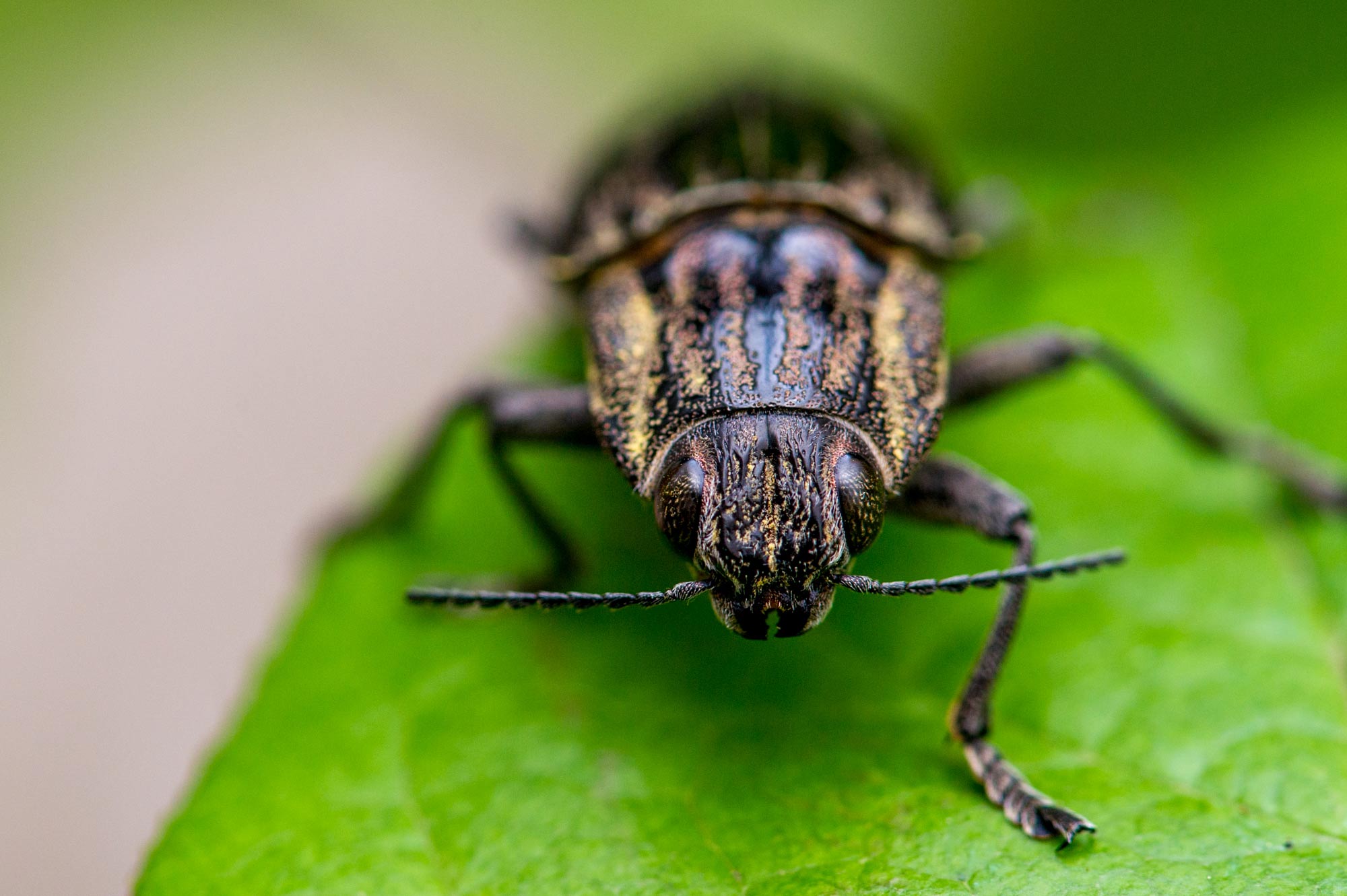 ウバタマムシ 虫の写真と生態なら昆虫写真図鑑 ムシミル