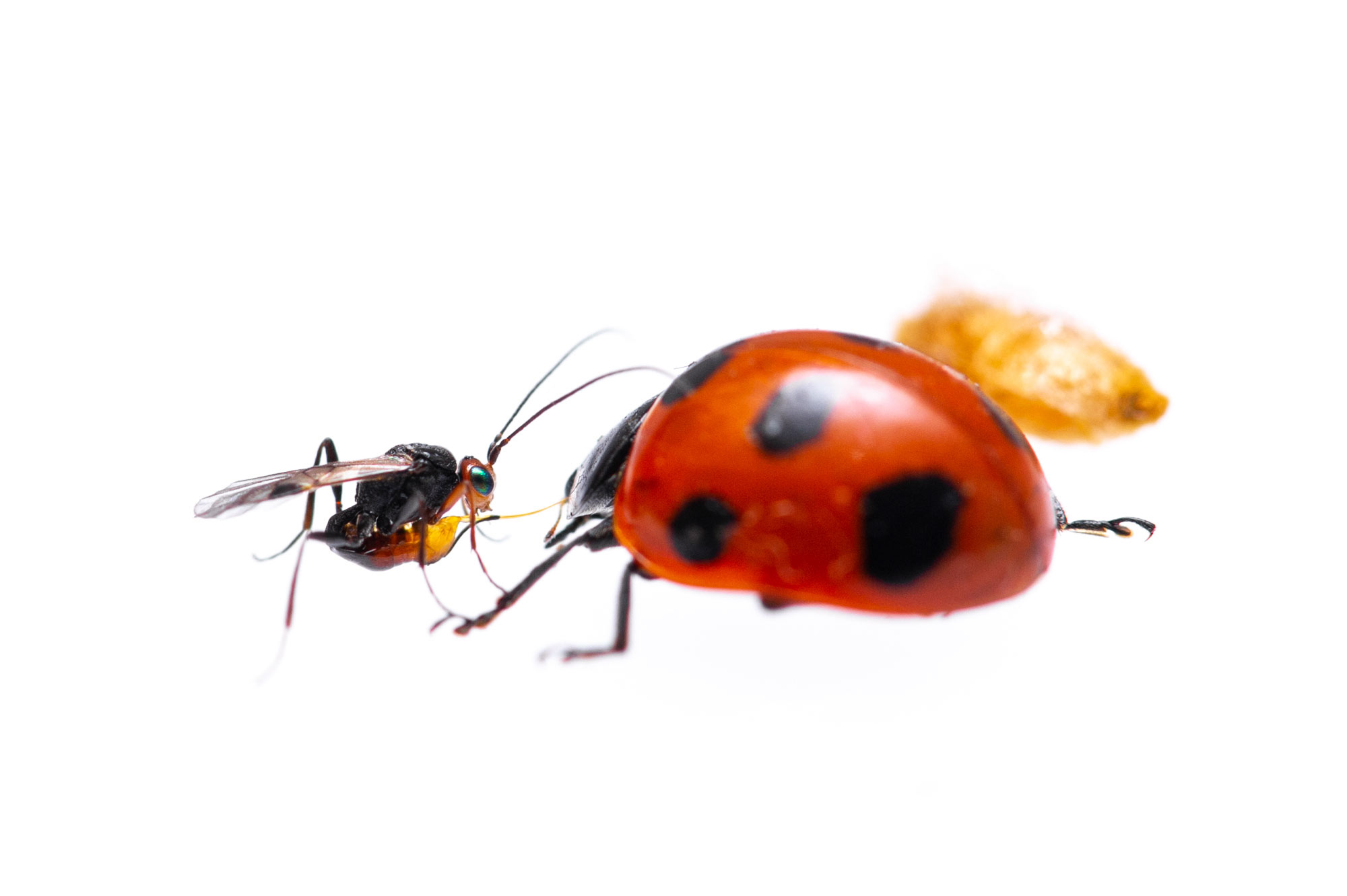 テントウハラボソコマユバチはテントウムシをゾンビ化させて繭を守らせる 虫の写真と生態なら昆虫写真図鑑 ムシミル