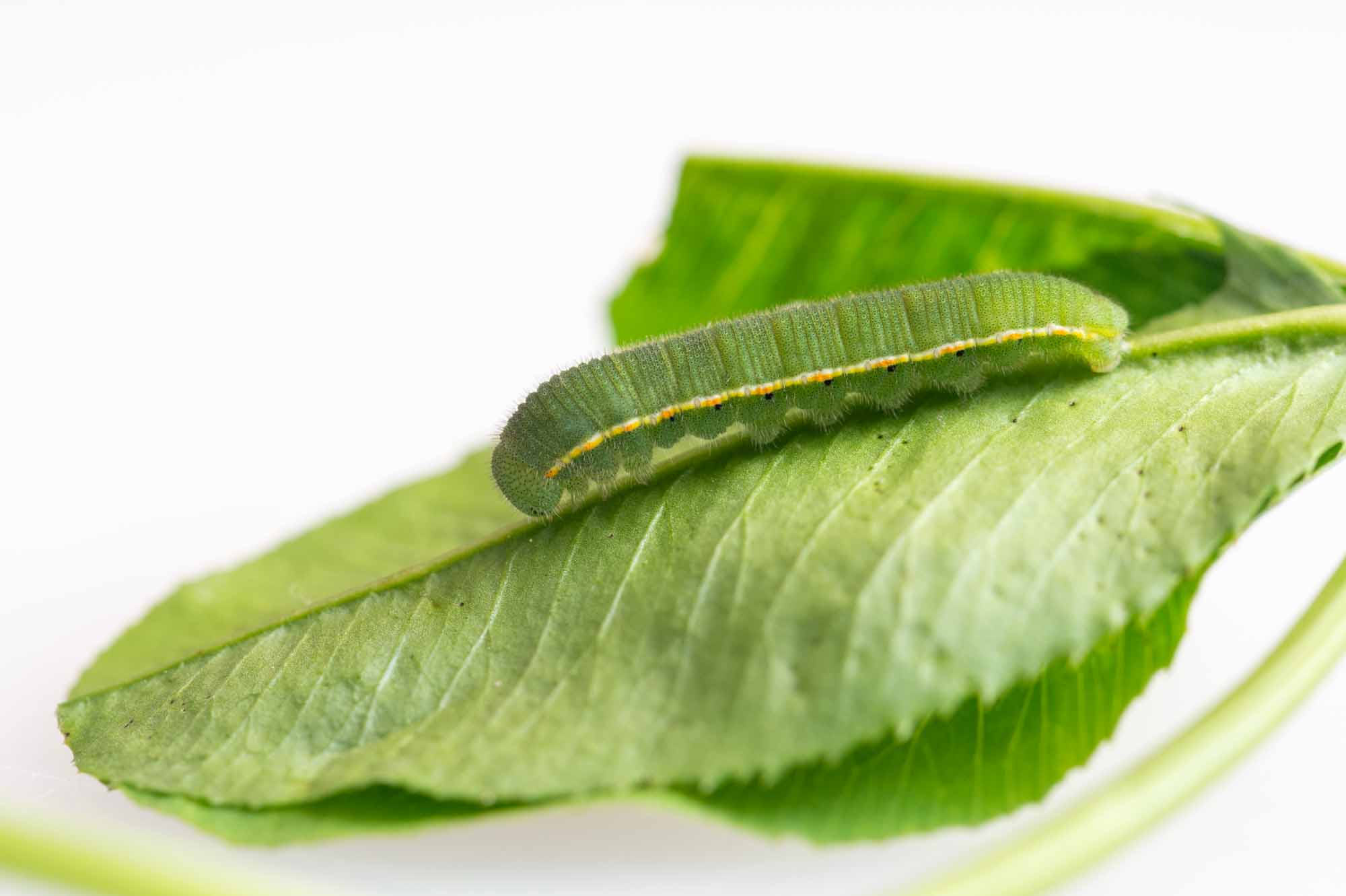 モンキチョウの写真