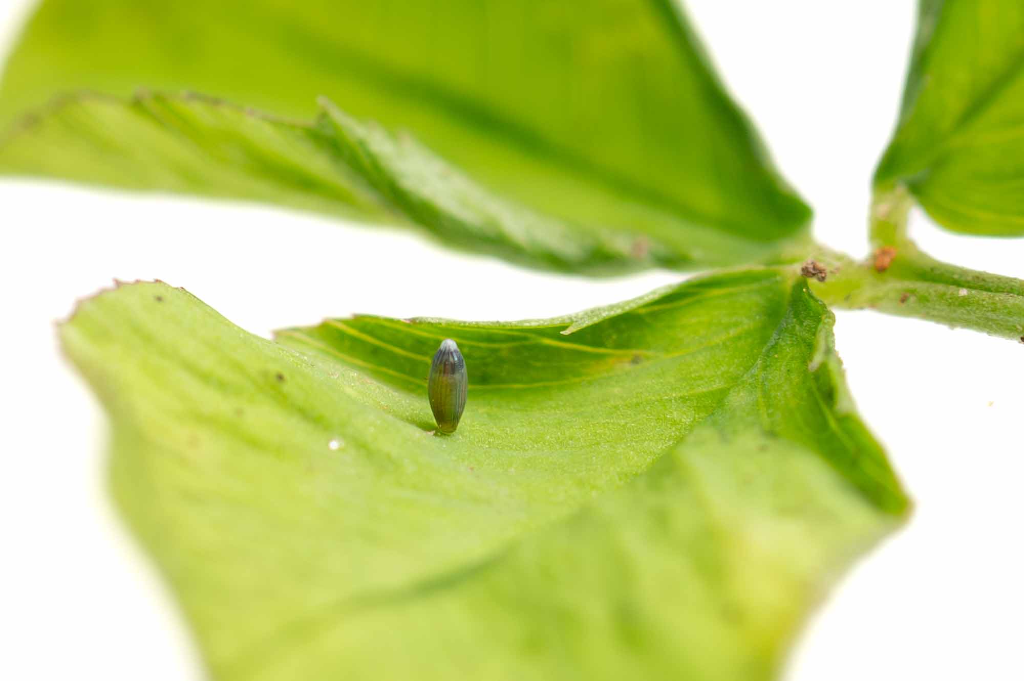 モンキチョウの写真