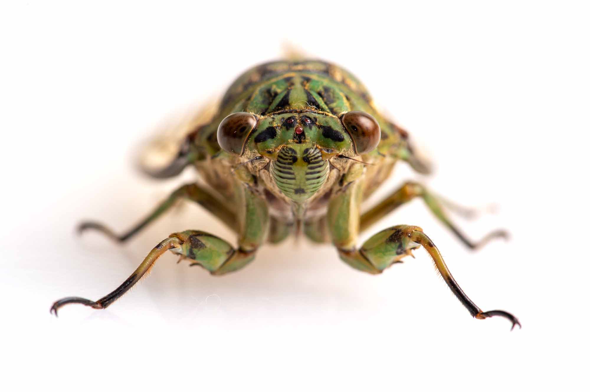 ミンミンゼミの写真