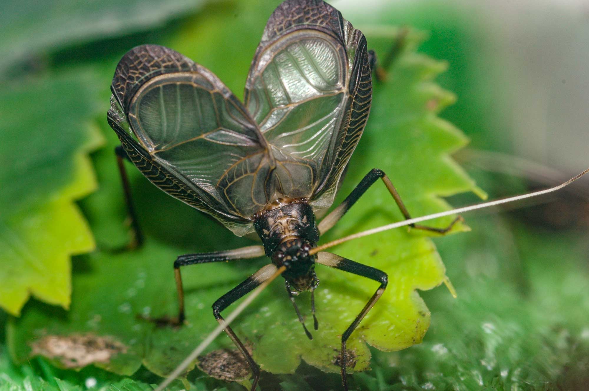 スズムシ 虫の写真と生態なら昆虫写真図鑑 ムシミル