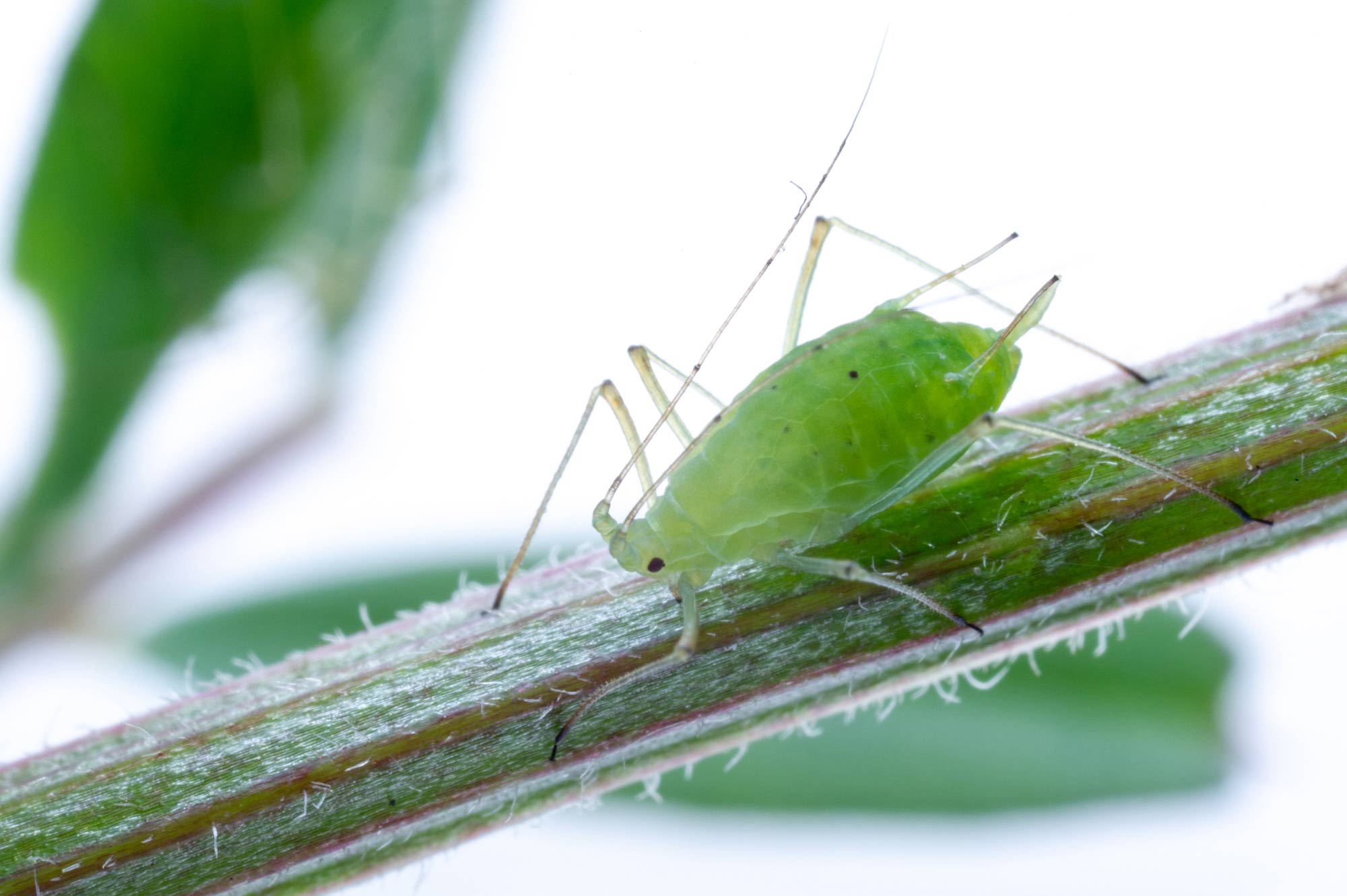 エンドウヒゲナガアブラムシ 虫の写真と生態なら昆虫写真図鑑 ムシミル