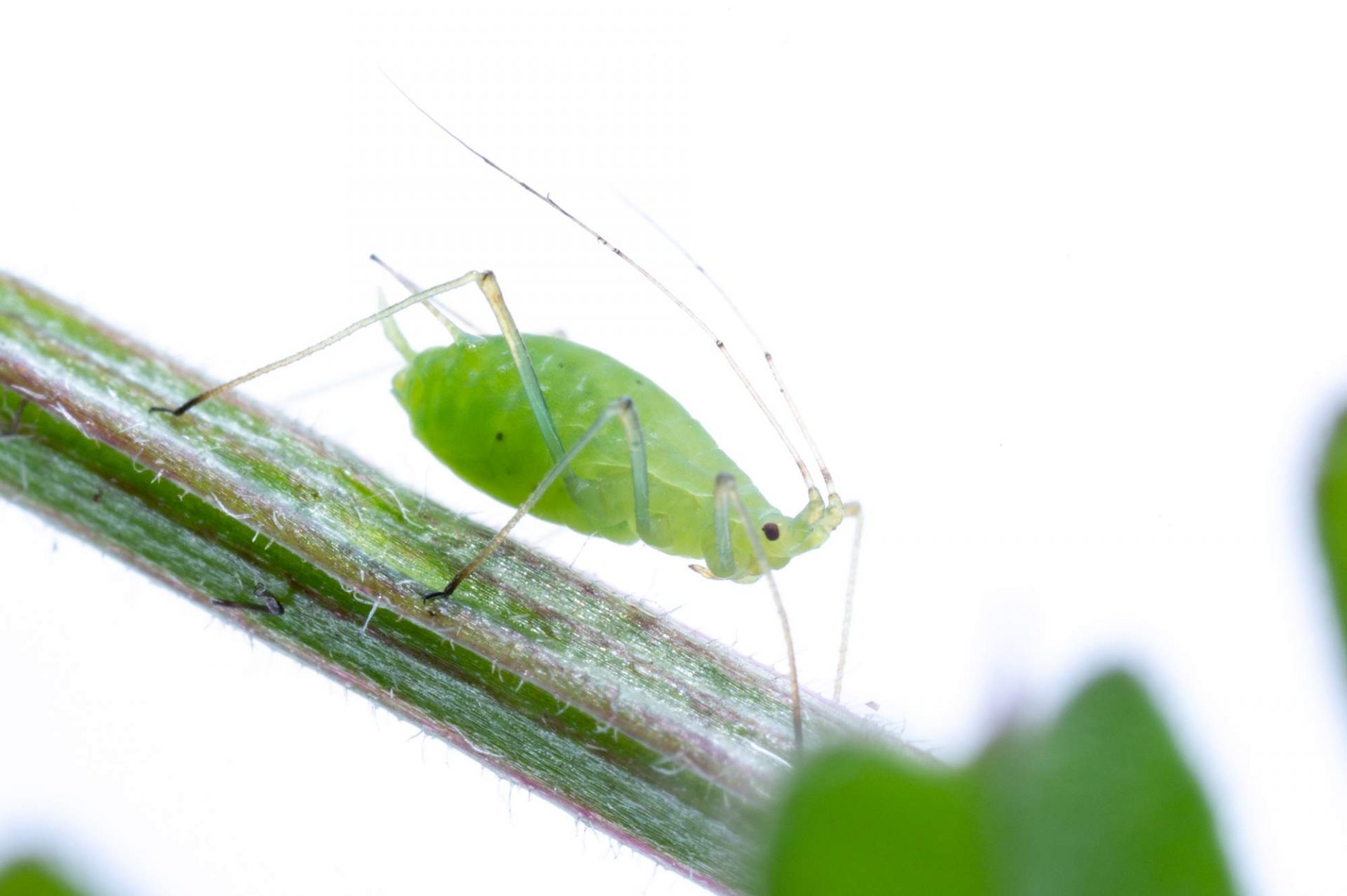 エンドウヒゲナガアブラムシ | 虫の写真と生態なら昆虫写真図鑑「ムシミル」